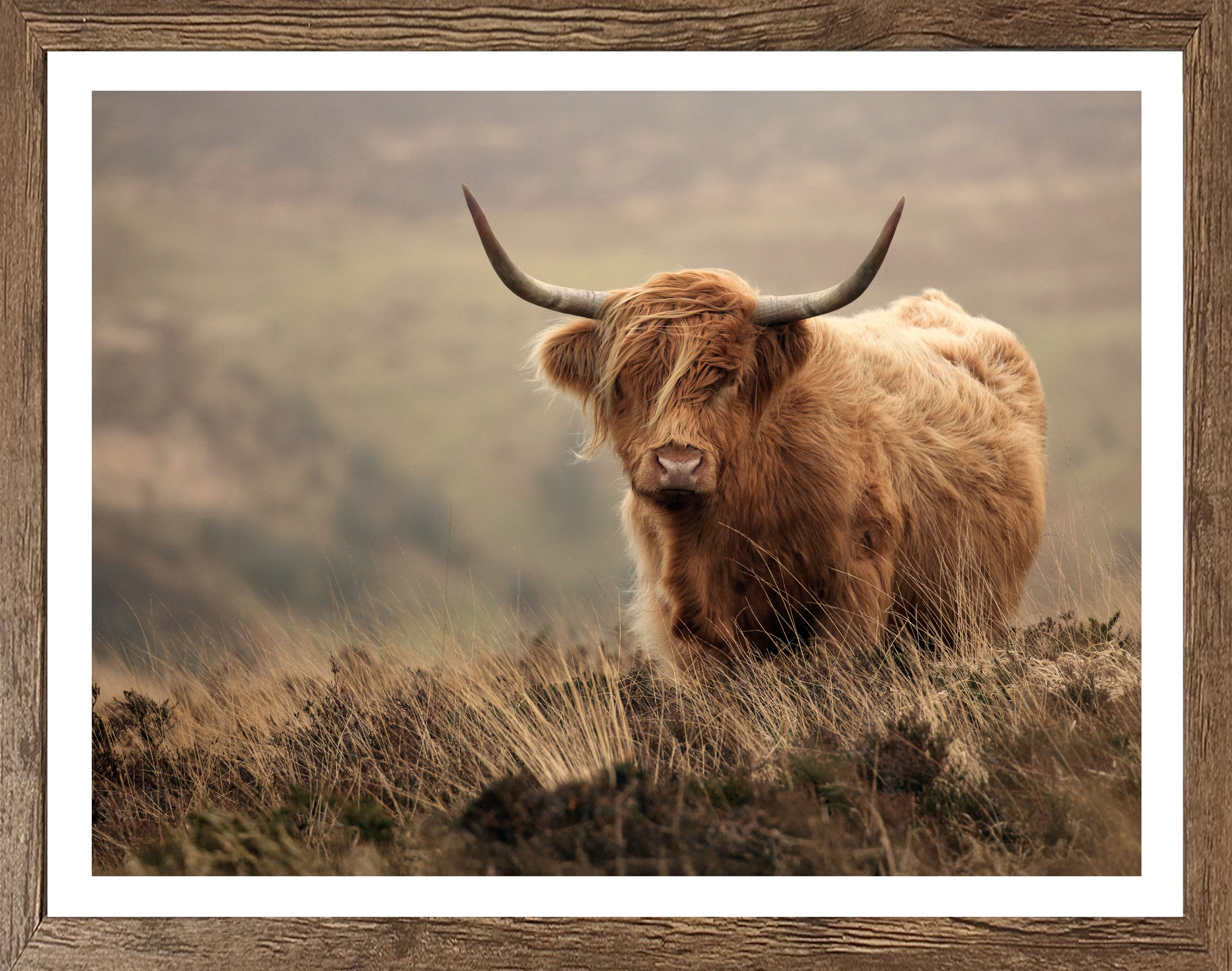 Bönninghoff Bild mit Rahmen, Gräser, Hochlandrind, Landschaft, Natur, Tiere (1 St)