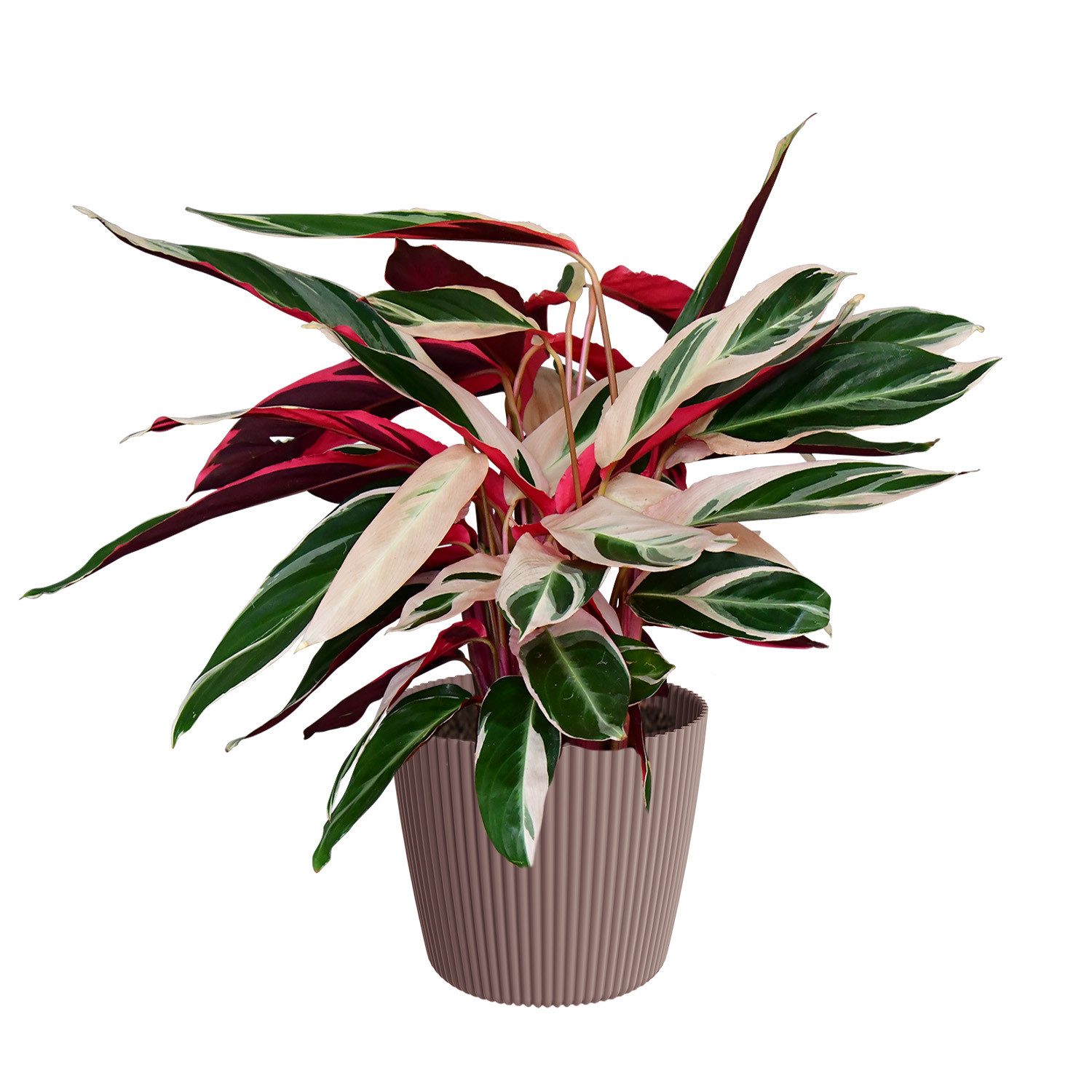 Green Me Up Zimmerpflanze Calathea Triostar No.19, im 19 cm Topf, 50–60 cm hoch, Calathea Stromanthe, ungiftige Zimmerpflanze