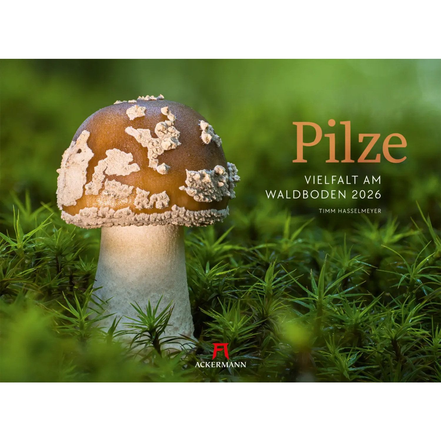 Ackermann Wandkalender Pilze Календари 2026, Vielfalt am Waldboden