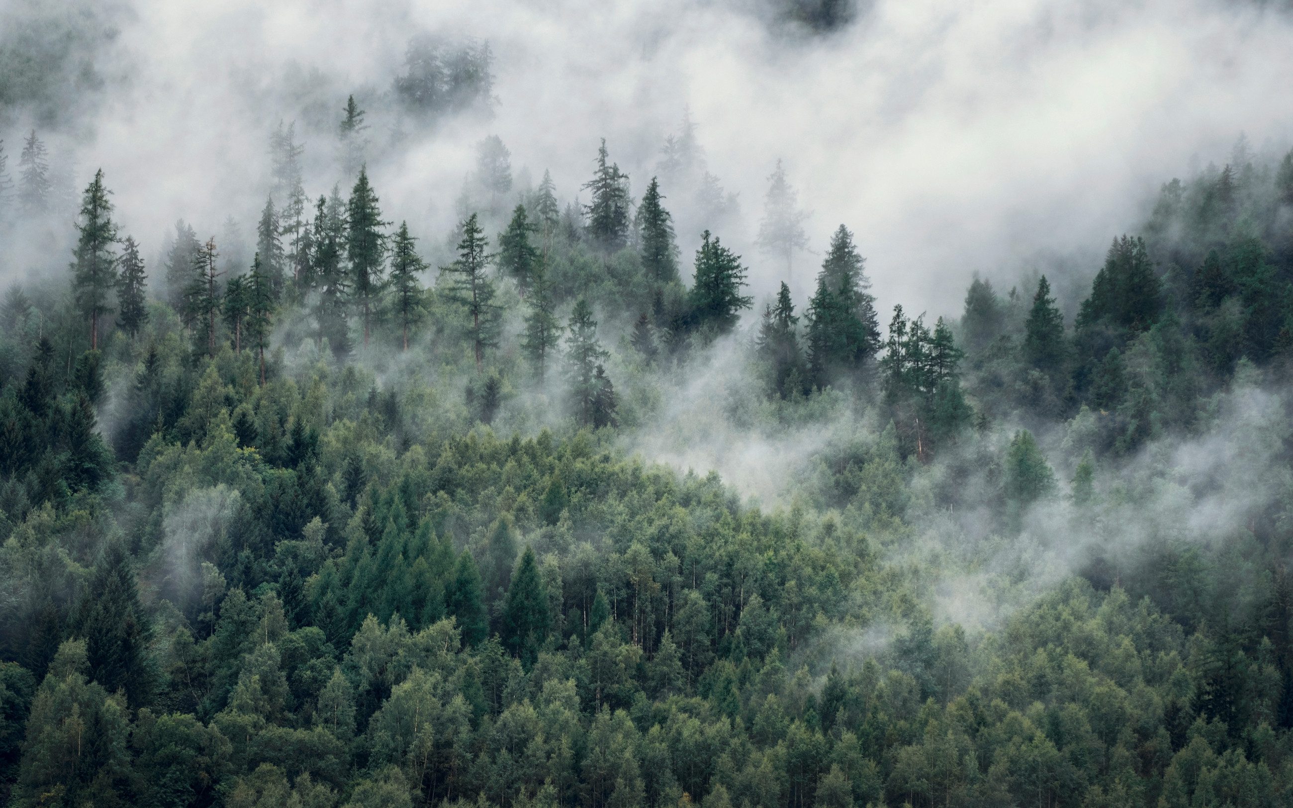 Rasch Fototapete Bäume, Wald, Berge & Wolken - Vliestapete Grün, bedruckt, (1 Rolle, 1 St., 2,65 m x 4,24 m), Lichtbeständige Farben - Feucht abwischbar - Restlost abziehbar