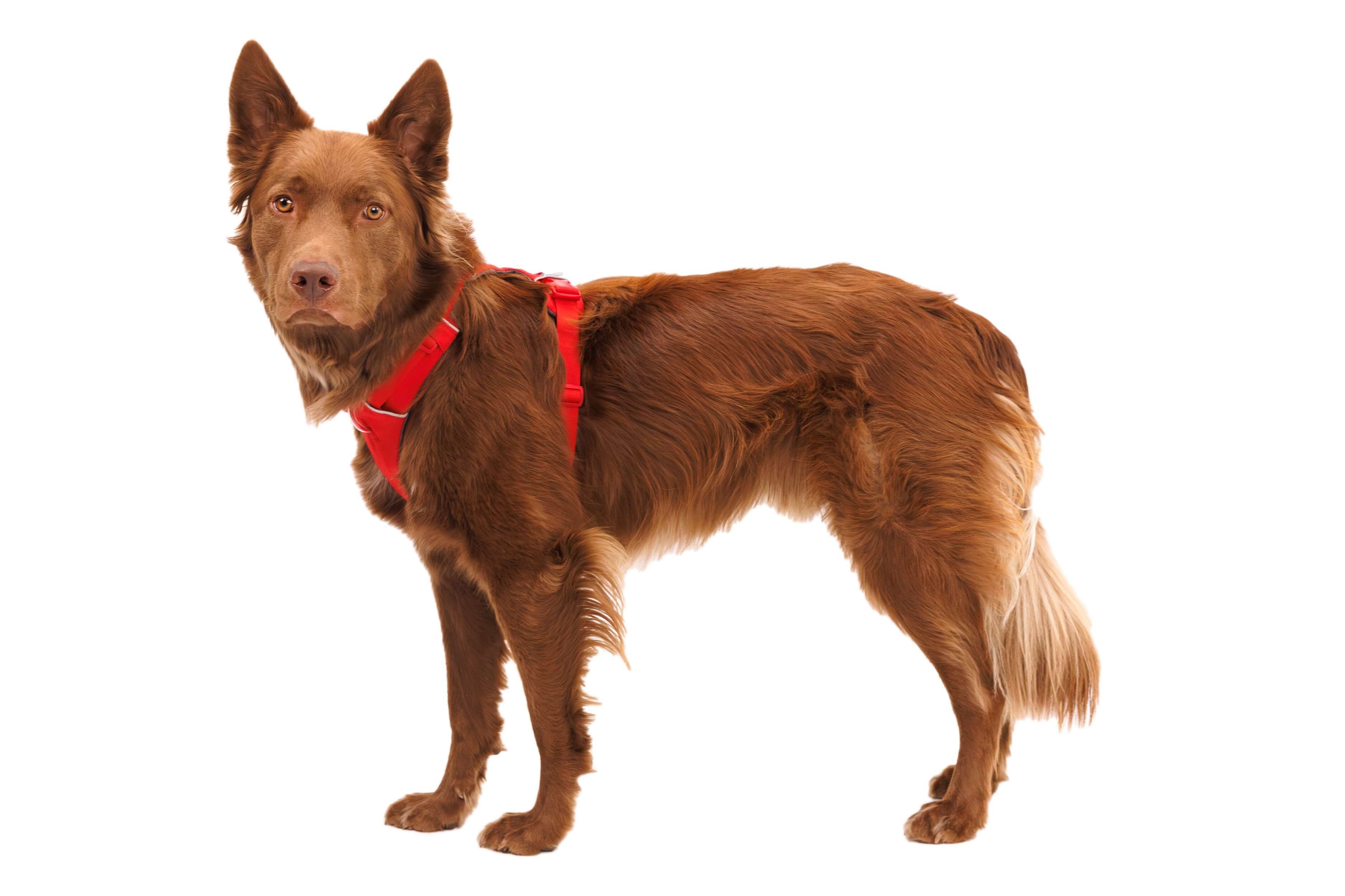Ruffwear Hunde-Geschirr Front Range Harness günstig online kaufen