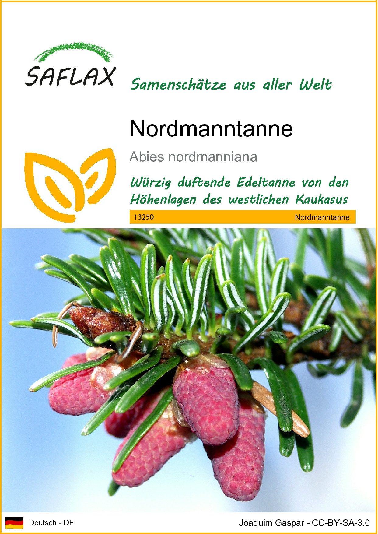 SAFLAX Blumensamen SAFLAX - Samen - Nordmanntanne