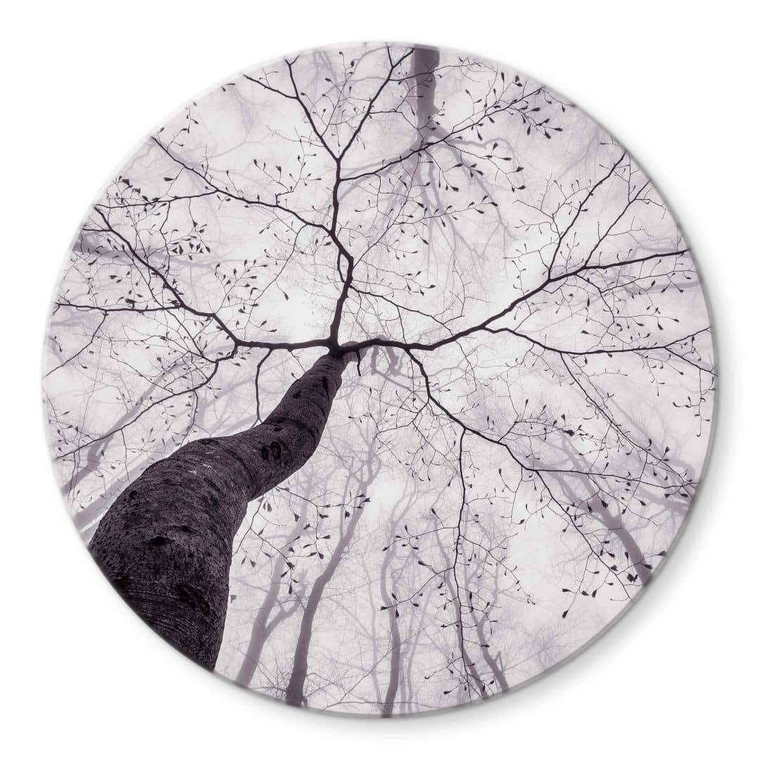 K&L Wall Art Glasbild Glas Wandbild Rund Glasposter Wald Wanddeko aus Glas, Blick in die Baumkronen, bedrucktes Wandbild aus Glas für Flur, Badezimmer und Wohnzimmer
