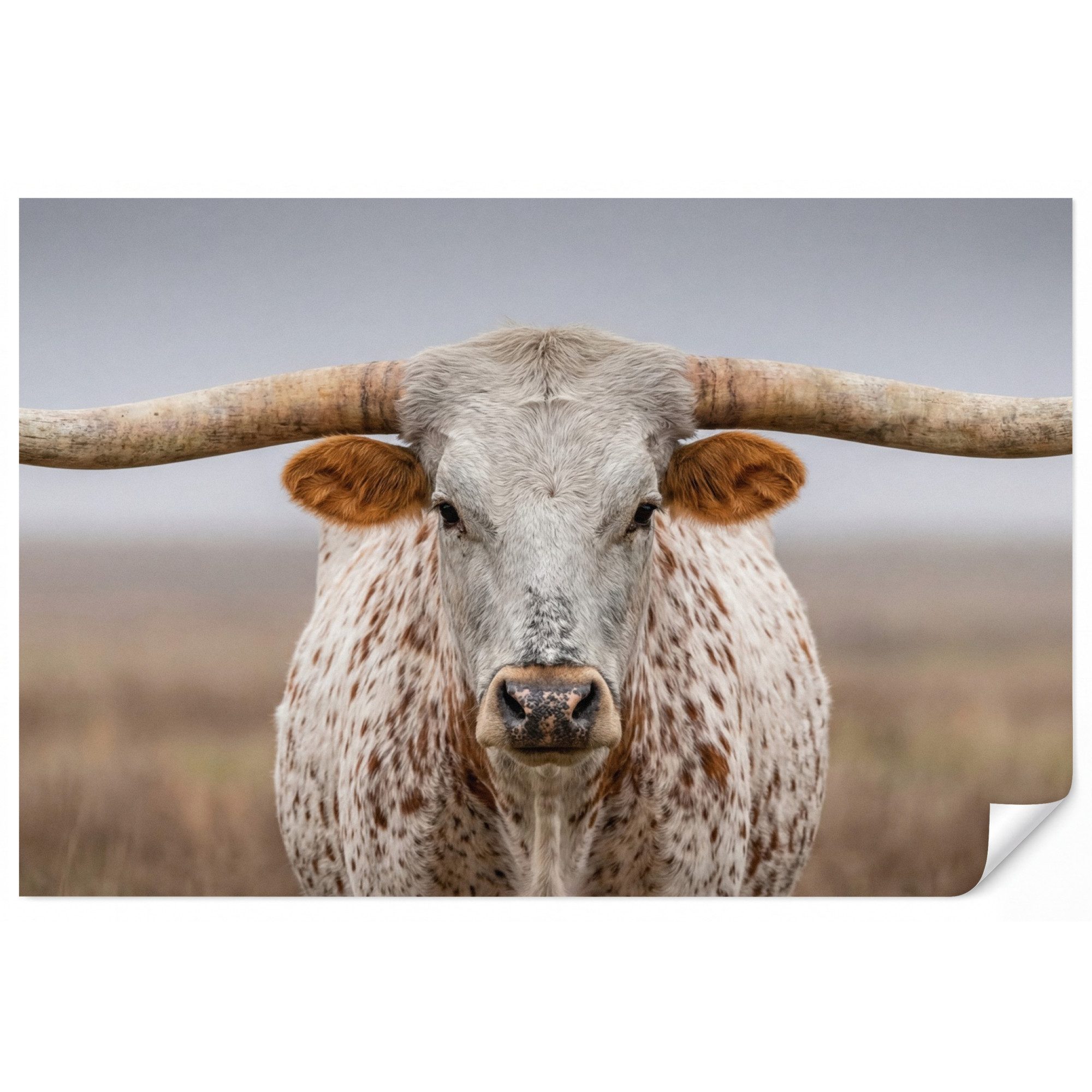 OnlyWow Fototapete Longhorn - Grasfeld - Tier, Matt, bedruckt, Wohnzimmer, Modern, Wanddekoration, Vliestapete 100x70cm