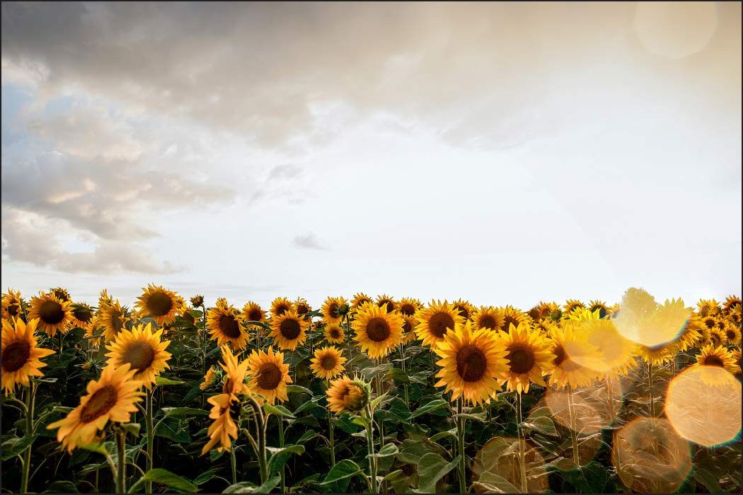 Muralo Fototapete Blumen – Fototapete Wandtapete Vlies Wanddeko Wohnzimmer, floral, Feld – gelbe Sonnenblumen, 90 x 60 cm, Vinyl strukturiert