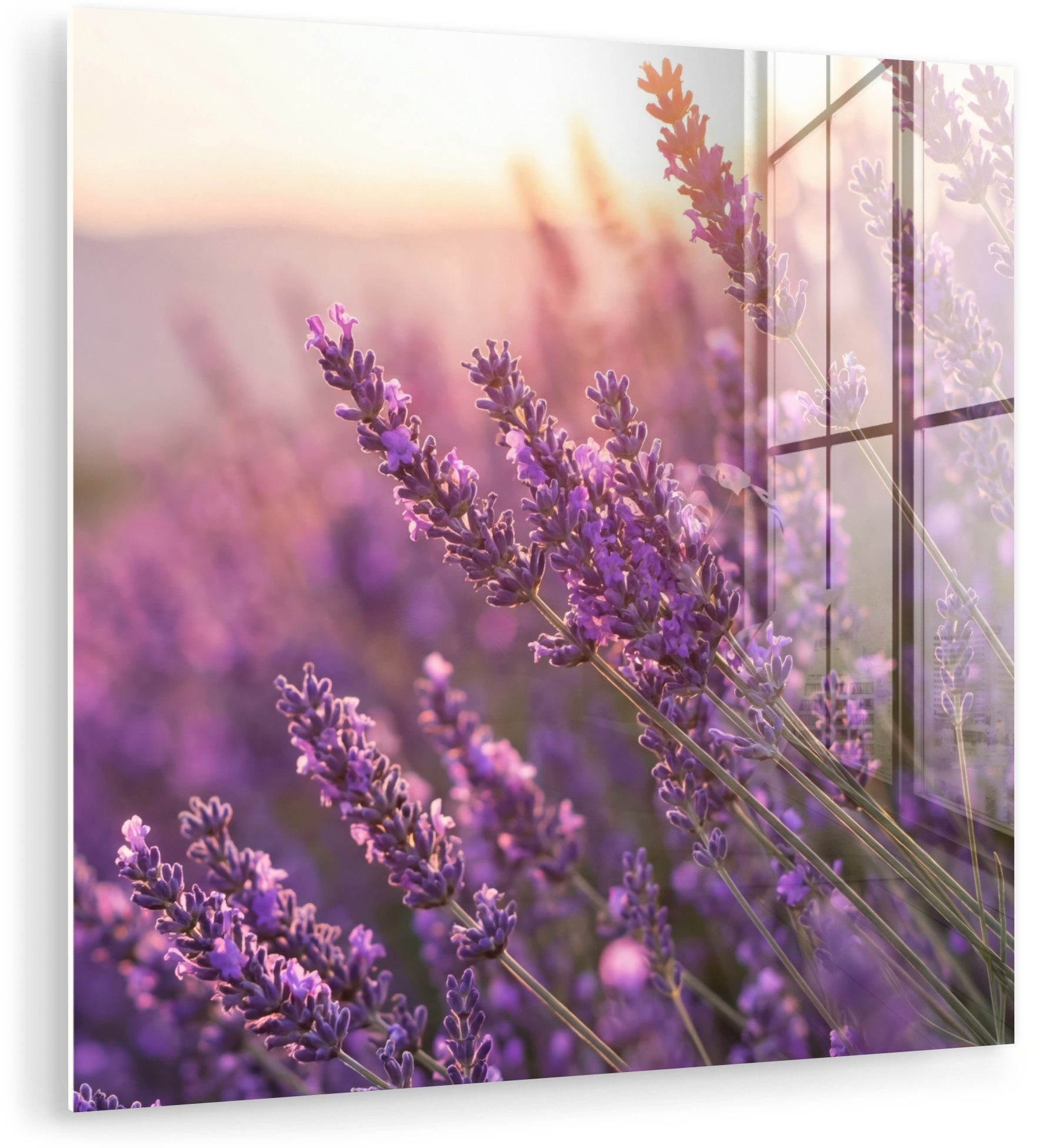 MuchoWow Acrylglasbild Lavendel - Lila - Sonnenlicht, Inkl. Aufhängung, Bilder auf Glas Wandbild, Wanddeko Wohnzimmer Badezimmer, 20x20 cm