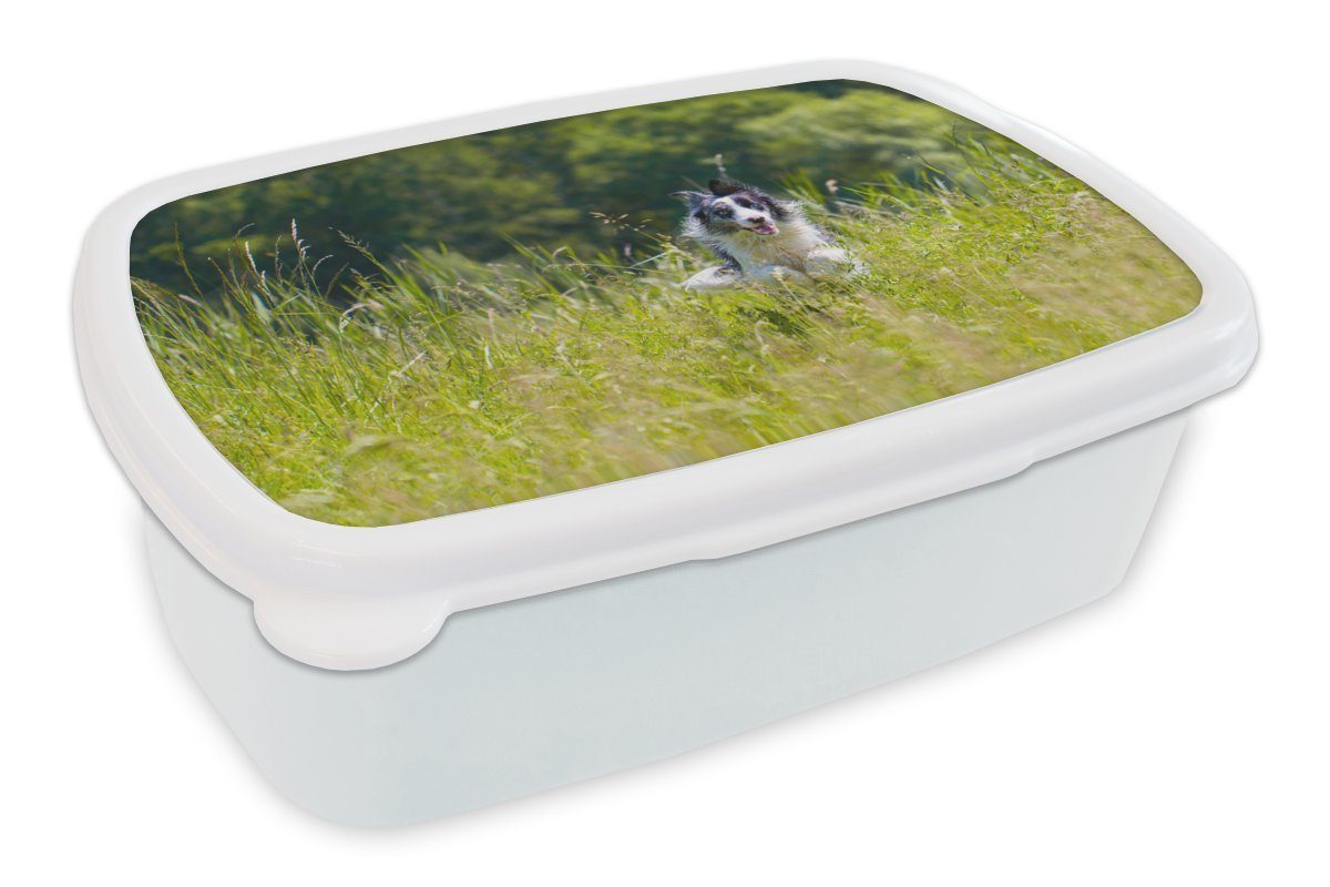 MuchoWow Lunchbox Ein sprintender Border Collie im hohen grünen Gras, Kunststoff, (2-tlg), Brotbox für Kinder und Erwachsene, Brotdose, für Jungs und Mädchen weiß