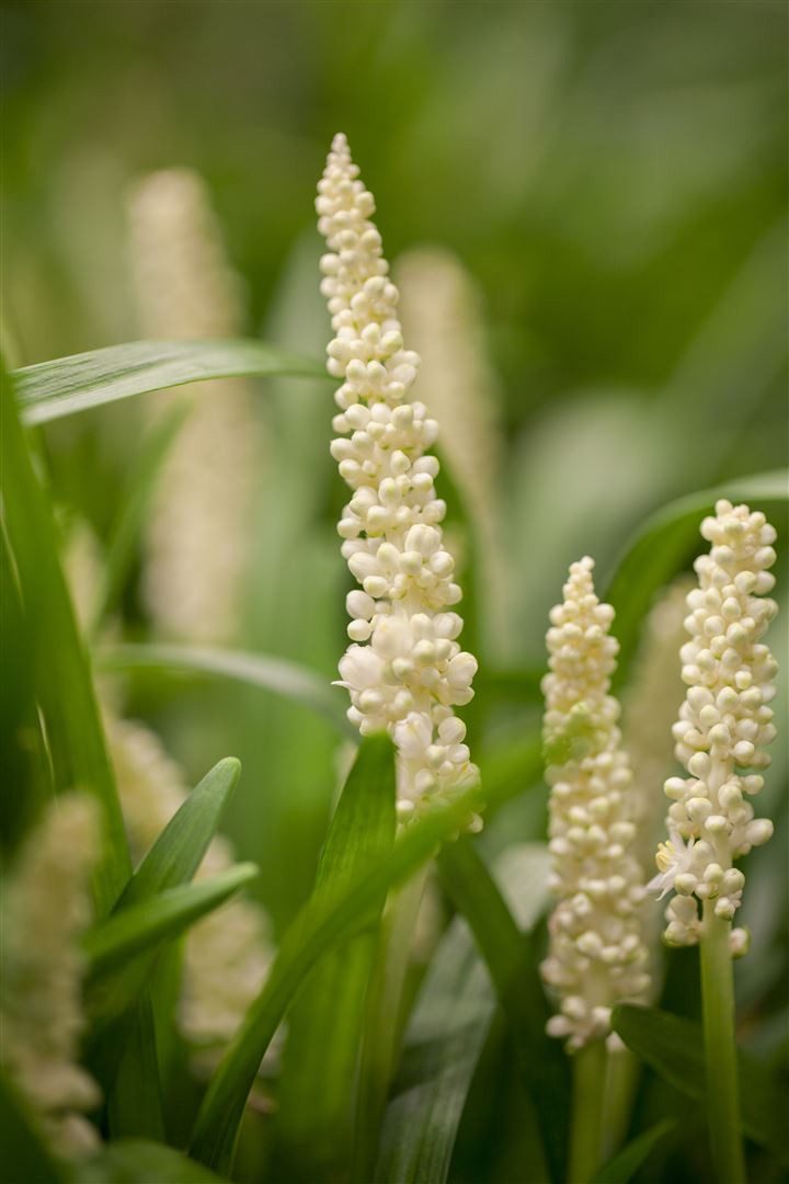 Pflanzen für Dich Staude Liriope mus. Monroe White, 1 St., Liriope, Lilientraube