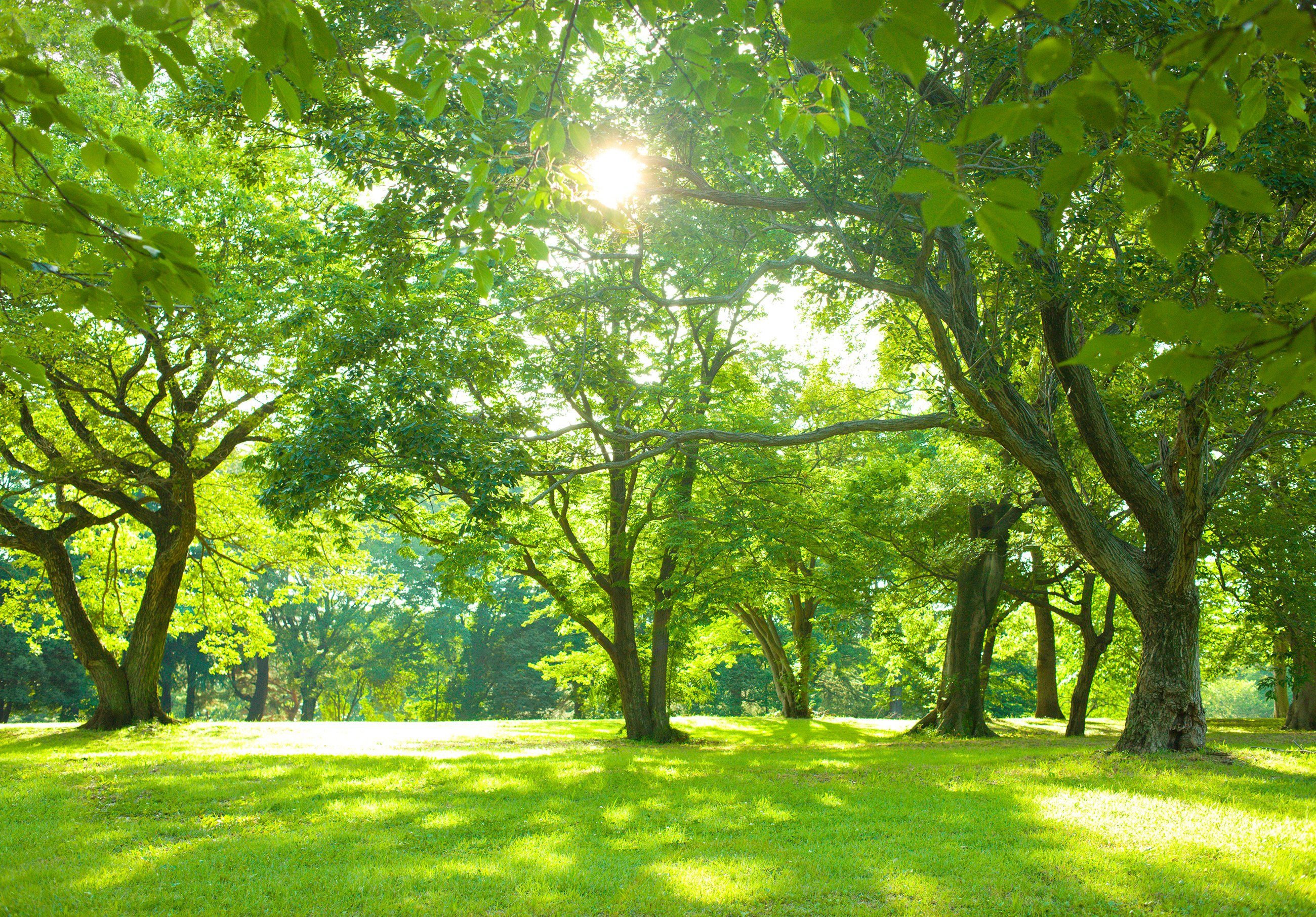 Wallarena Fototapete inklusive Wohnzimmer Tapete Vliestapete Schlafzimmer Sonne Wandtapete, Wald Vlies Natur Glatt, Wald, Kleister