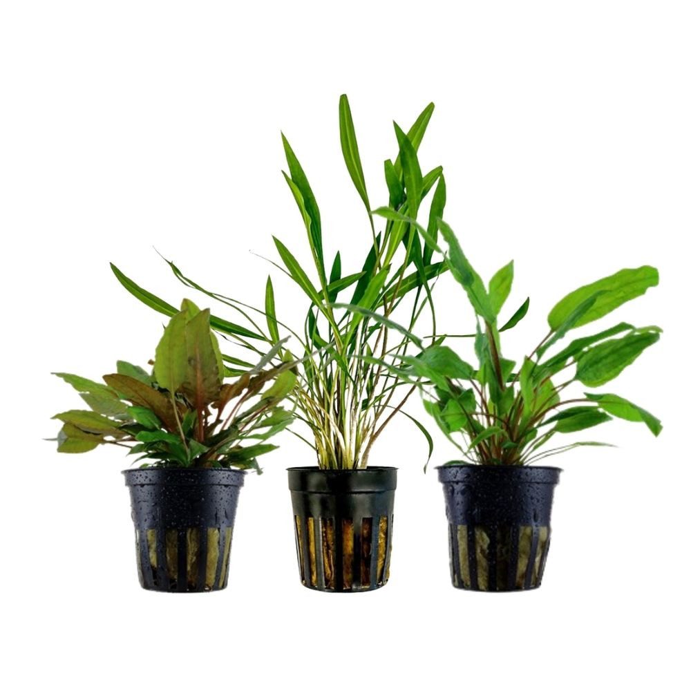 Aquaone Wasserpflanze Pflanzen Set mit 3 Cryptocoryne Aquariumpflanzen Set günstig online kaufen