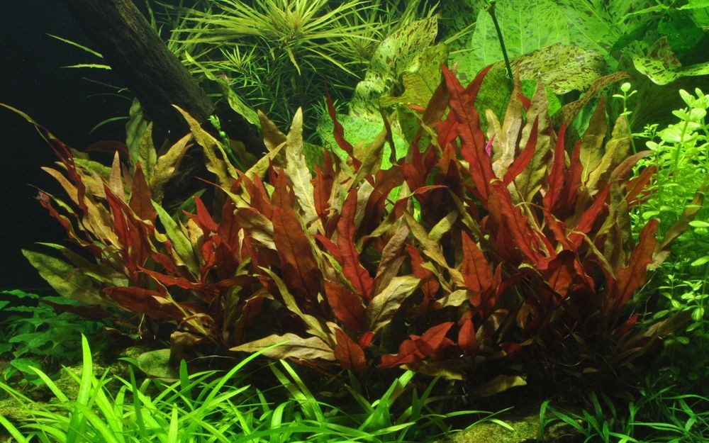 Aquaone Wasserpflanze Aquarium Pflanze Alternanthera reineckii 'Pink' Nr.32 günstig online kaufen