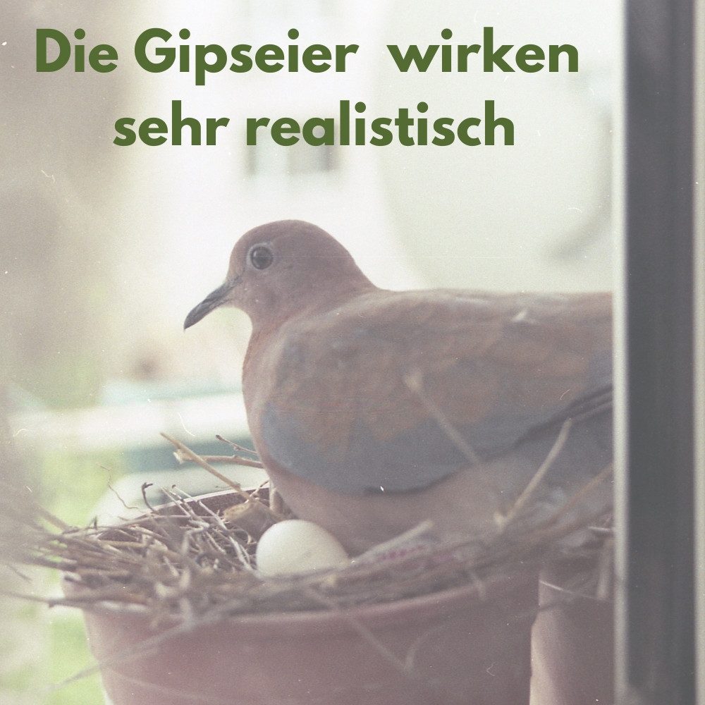 GarPet Nistkasten 6x Legeeier Kunsteier Nesteier Gipseier Taubeneier 15gr 40x30 mm