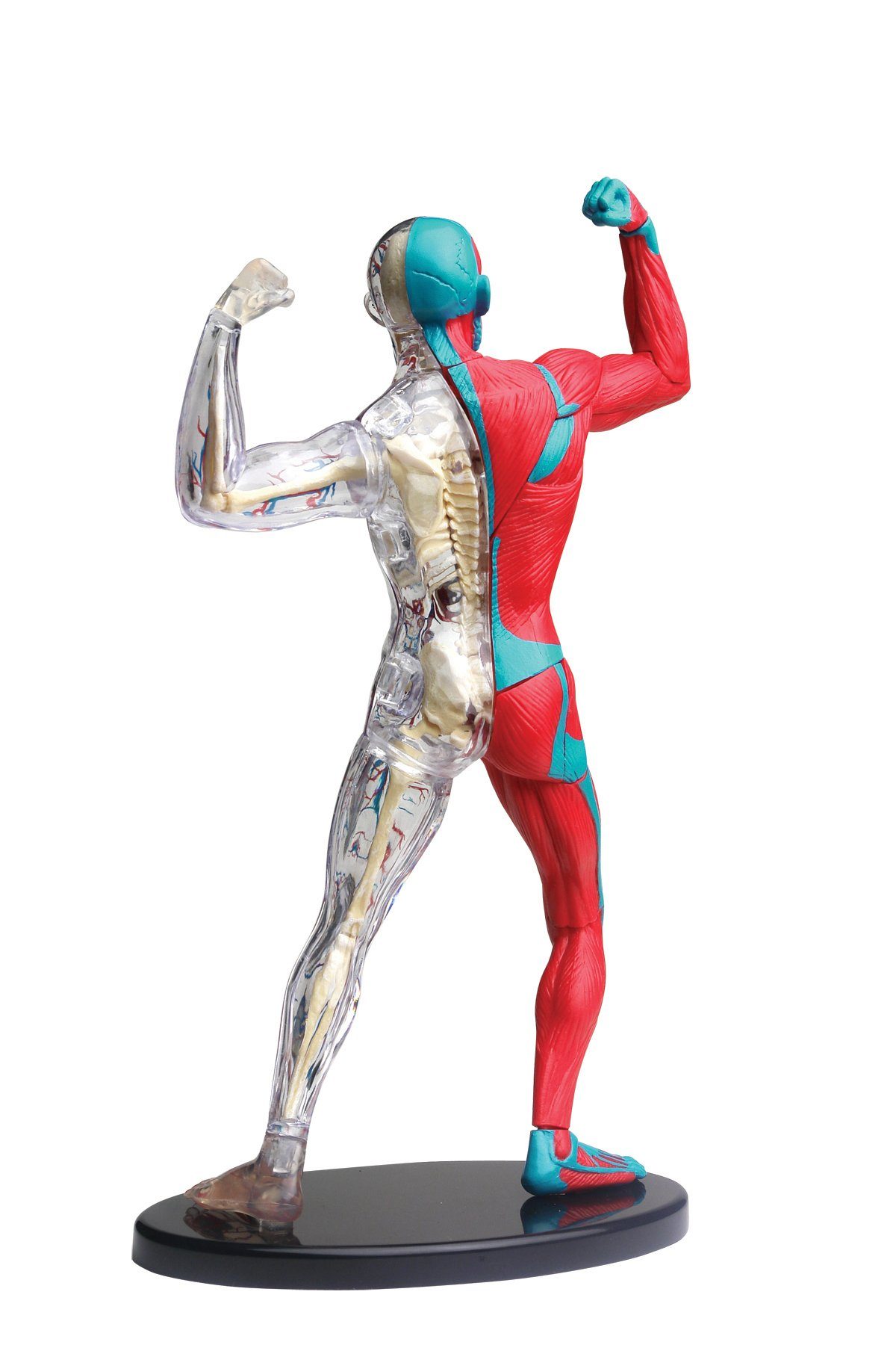 Muskeln, cm Experimentierkasten Blutbahnen Modell und (1-tlg) 19 Anatomisches Bausatz, Knochen Edu-Toys mit