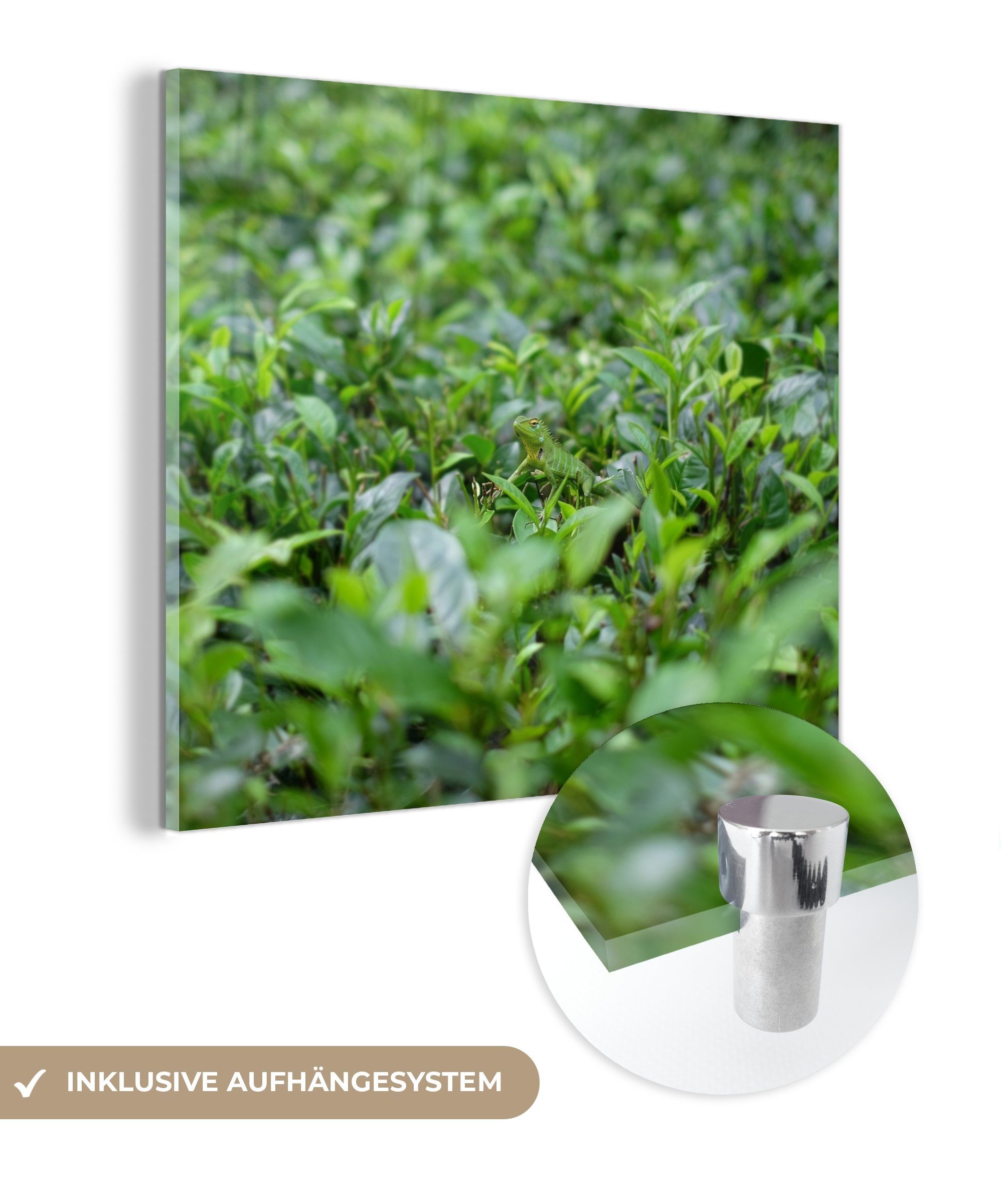 MuchoWow Acrylglasbild Grünpflanzen auf tropischem Boden, (1 St), Glasbilder - Bilder auf Glas Wandbild - Foto auf Glas - Wanddekoration