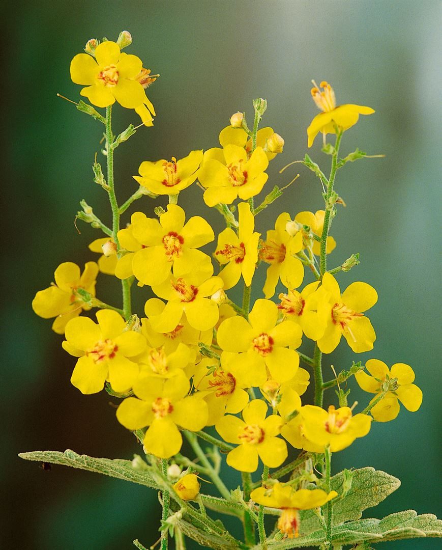 Pflanzen für Dich Staude Verbascum densiflorum, 1 St., Großblütige Königskerze, Wollige Königskerze, Wollkraut