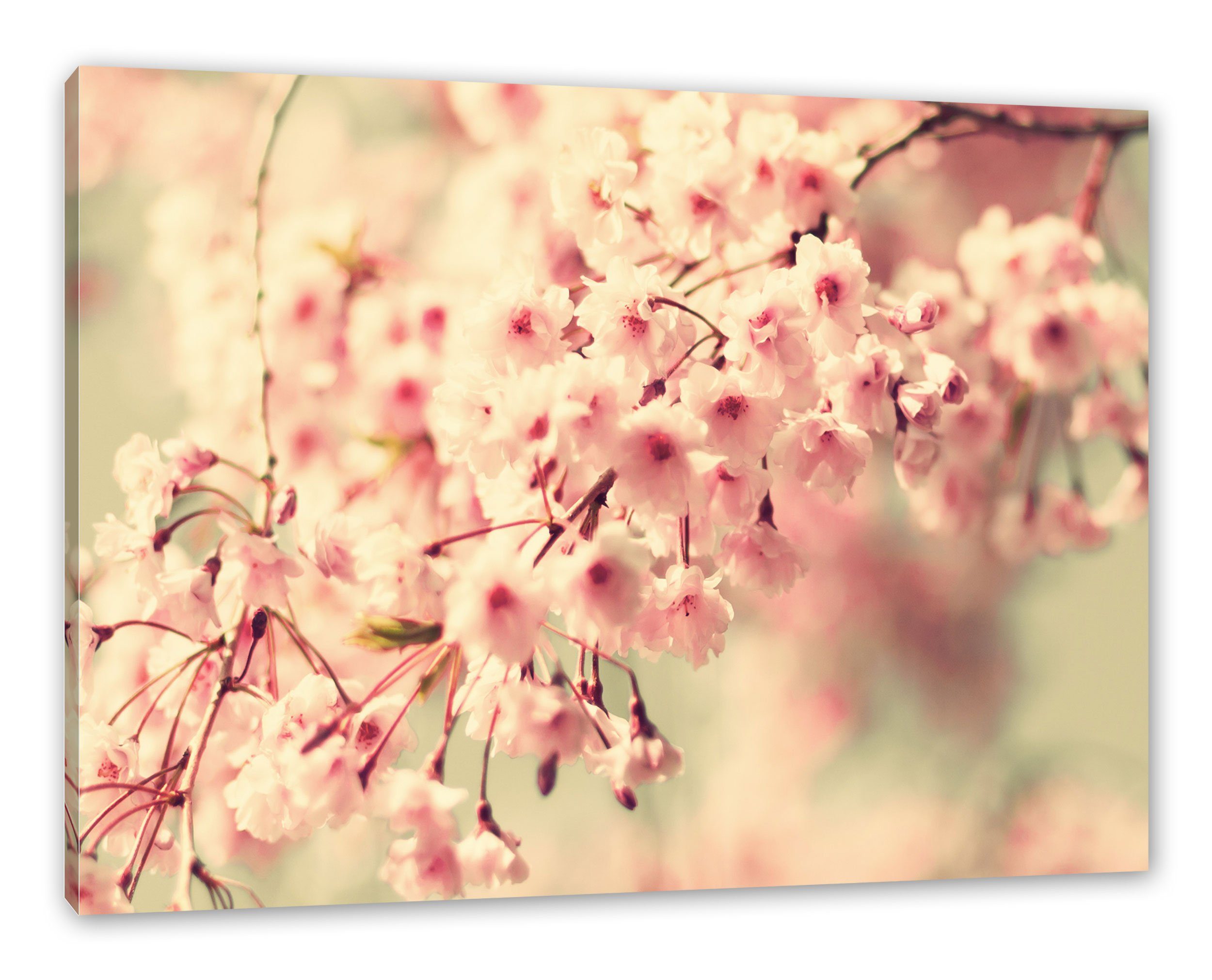 Pixxprint Leinwandbild Kirschblüten, Kirschblüten (1 St), Leinwandbild fertig bespannt, inkl. Zackenaufhänger