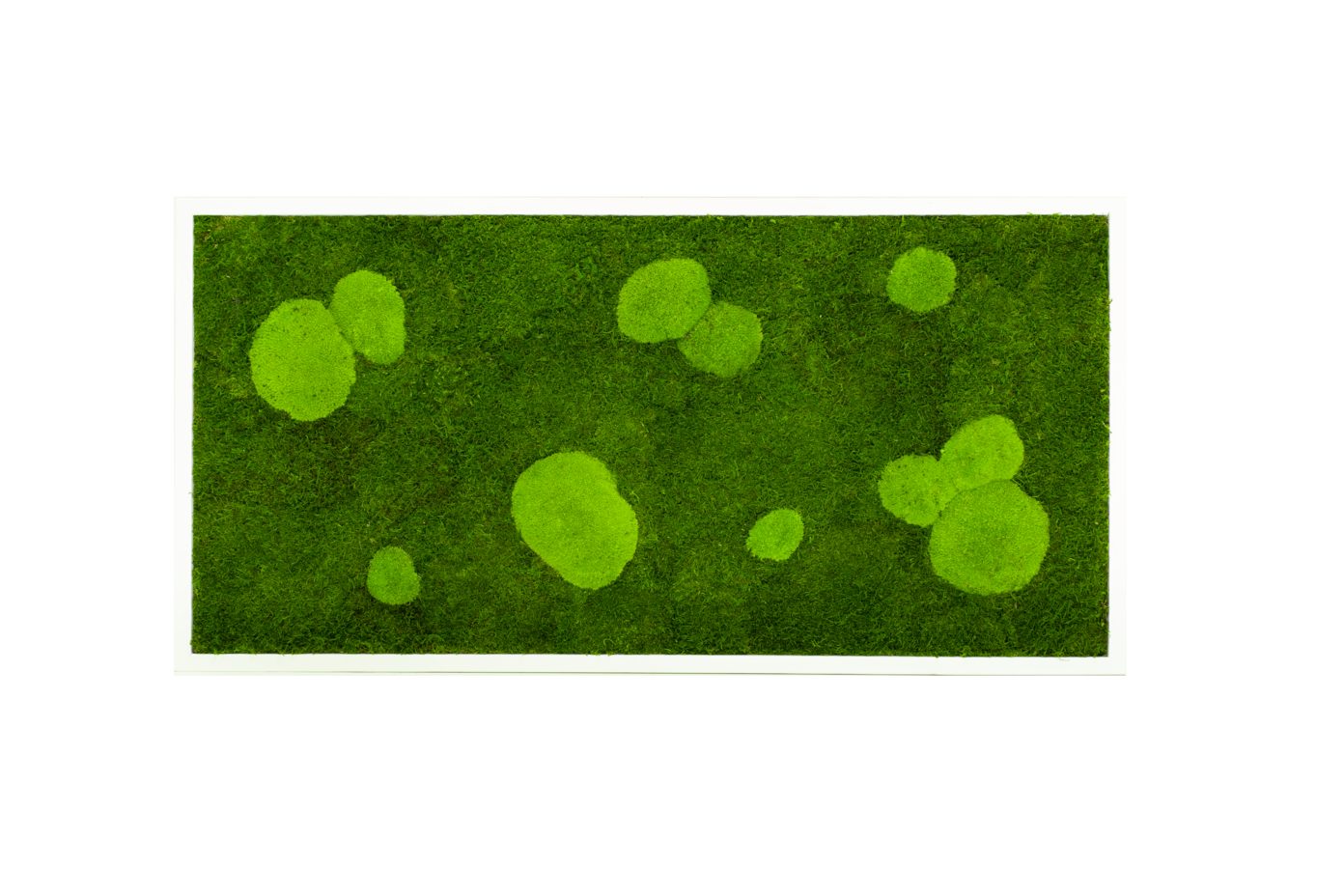 Moos-Design Bilderrahmen Moos Bild Forest Design günstig online kaufen