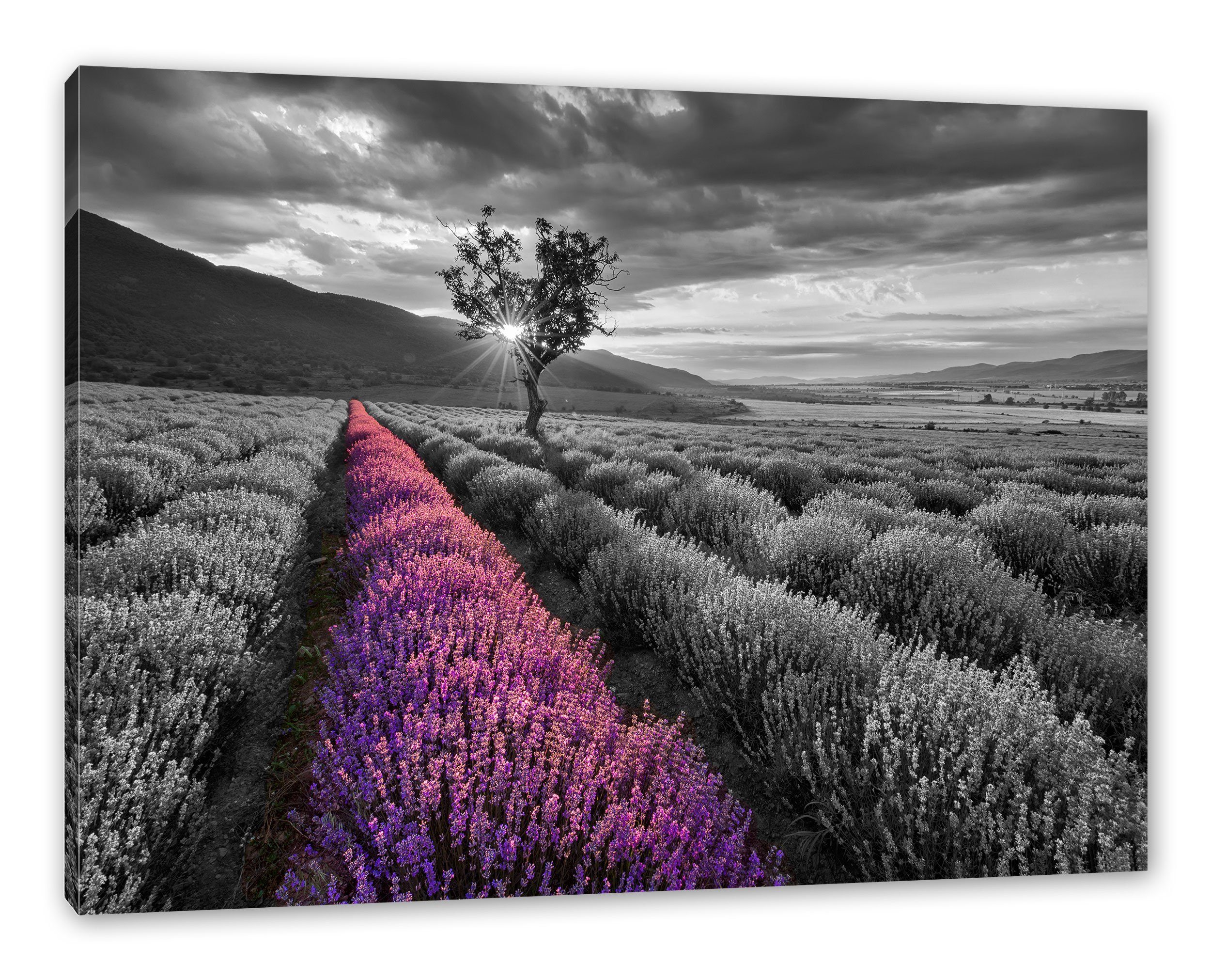 Pixxprint Leinwandbild Lavendelfeld (1 inkl. Leinwandbild mit Zackenaufhänger bespannt, St), mit fertig Baum, Lavendelfeld Baum