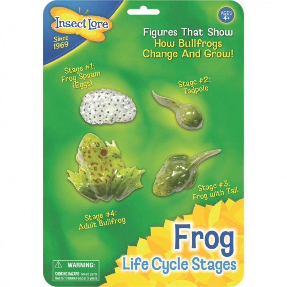 Insect Lore Experimentierkasten Frog Life Cycle Stages - Lebenszyklus eines Froschs