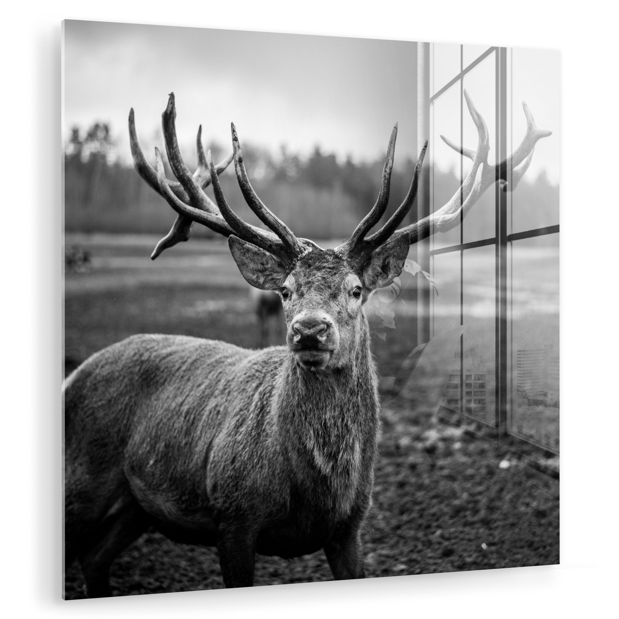 MuchoWow Acrylglasbild Tiere - Hirsch - günstig online kaufen