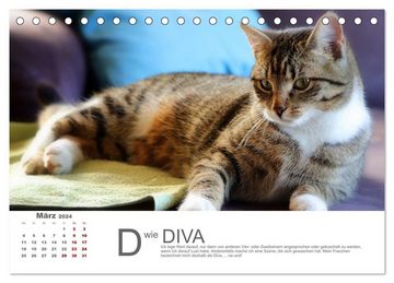 CALVENDO Wandkalender Katzen ABC (Tischkalender 2024 DIN A5 quer), CALVENDO Monatskalender