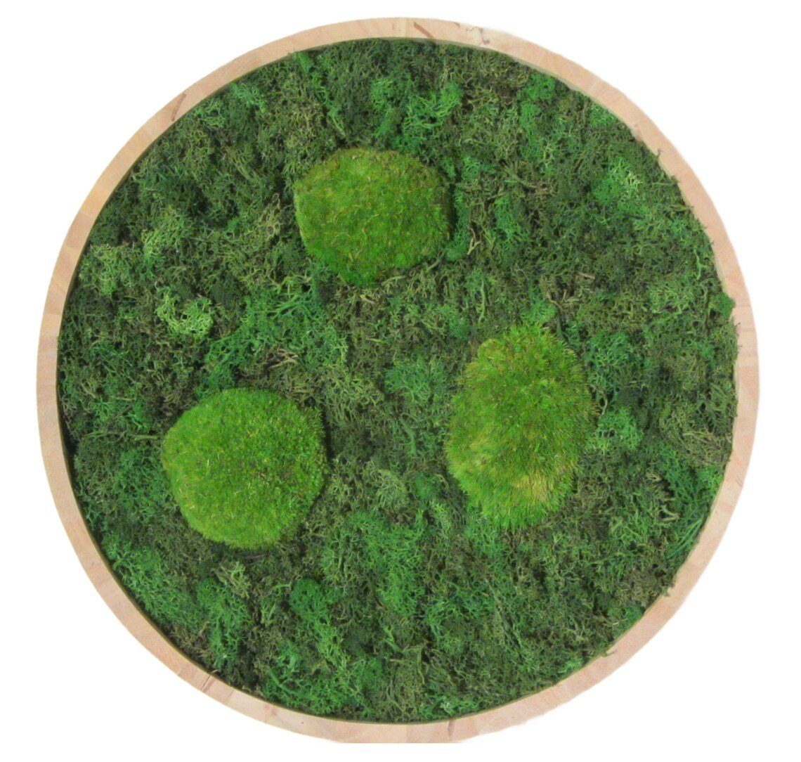 meinvipshop Bild Moos Moosbild Wood rund 30cm "handmade" günstig online kaufen