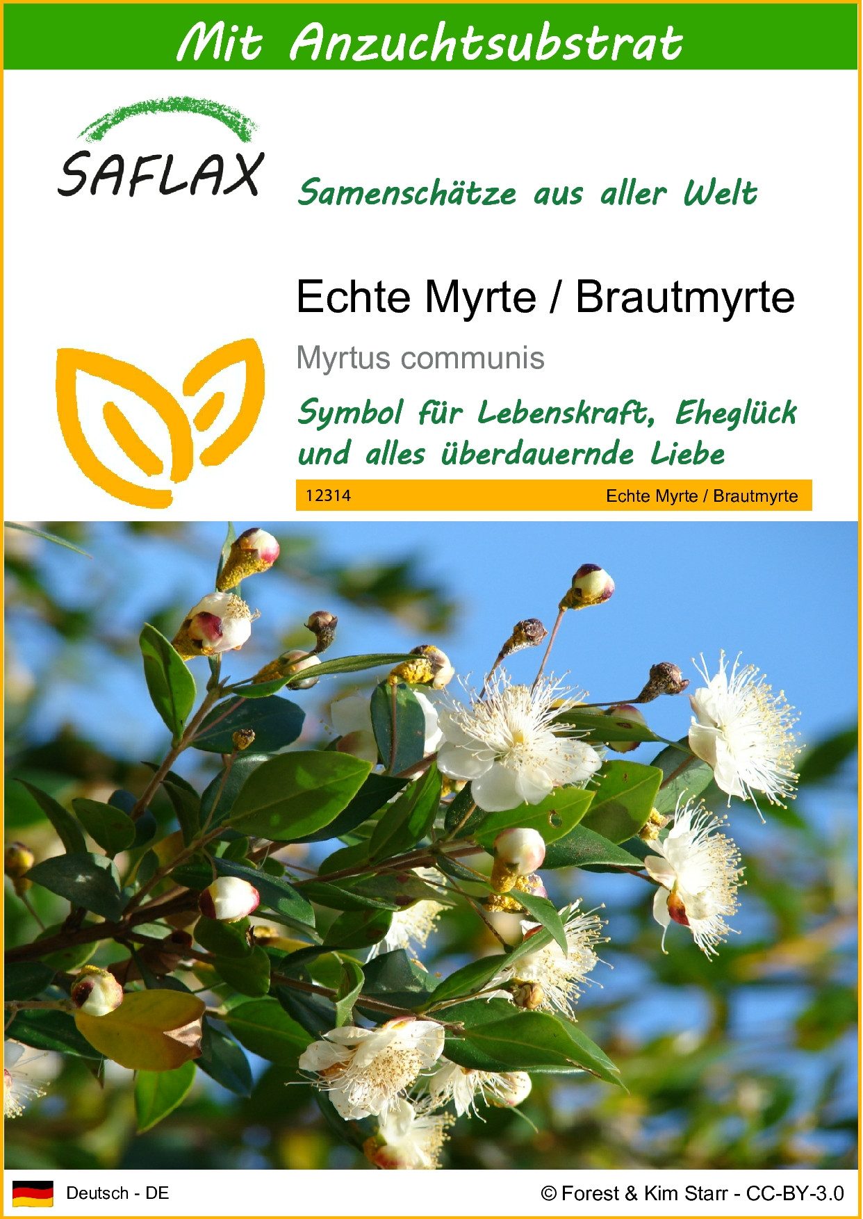 SAFLAX Blumensamen SAFLAX - Samen und günstig online kaufen