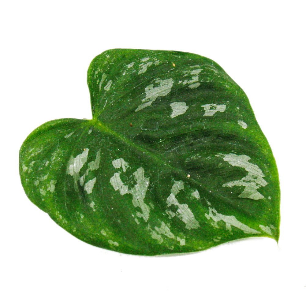 Exotenherz Zimmerpflanze Ausgefallene Rankpflanzen am Moosstab - ca. 80cm h günstig online kaufen