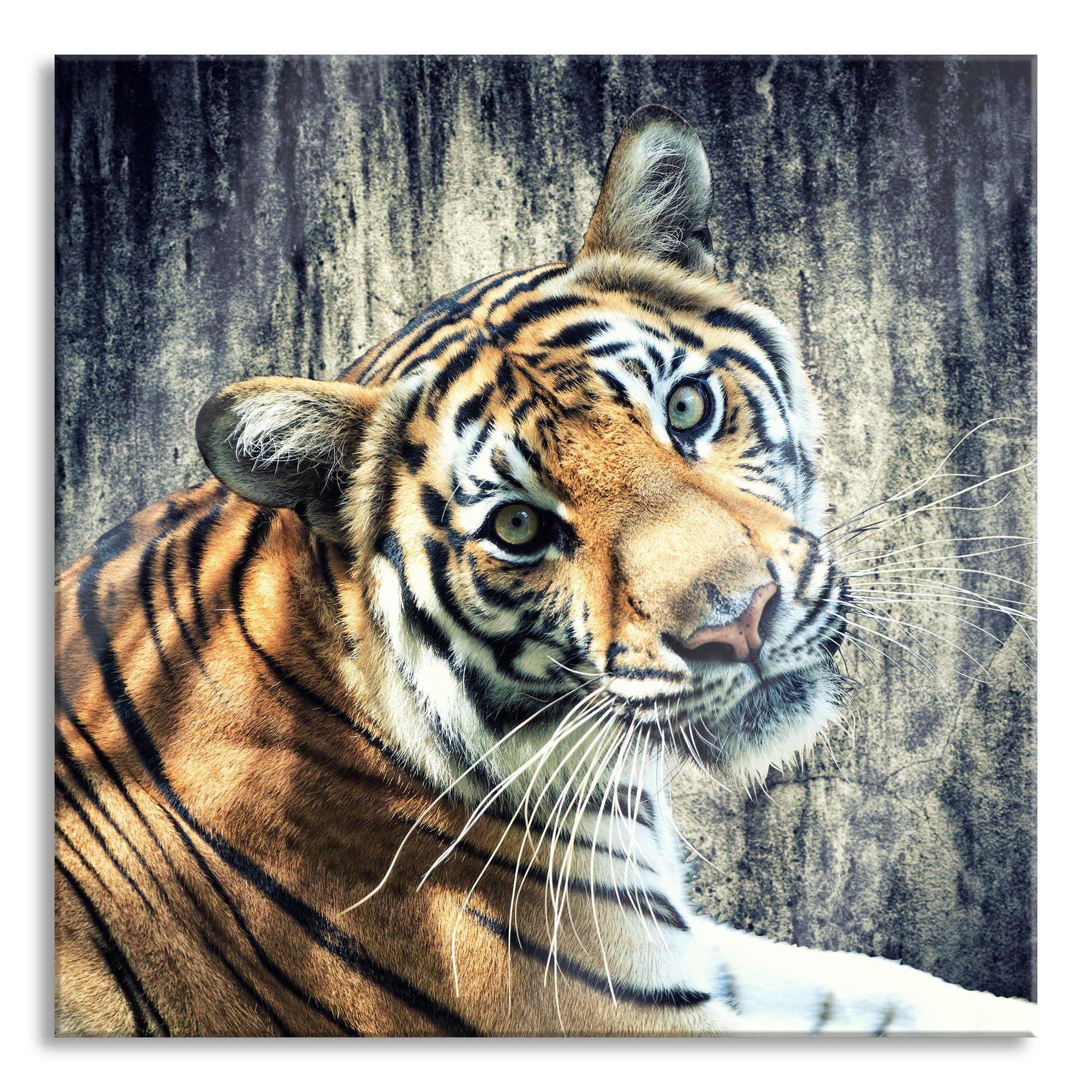 Pixxprint Glasbild Neugieriger Tiger, Neugieriger Tiger (1 St), Glasbild aus Echtglas, inkl. Aufhängungen und Abstandshalter