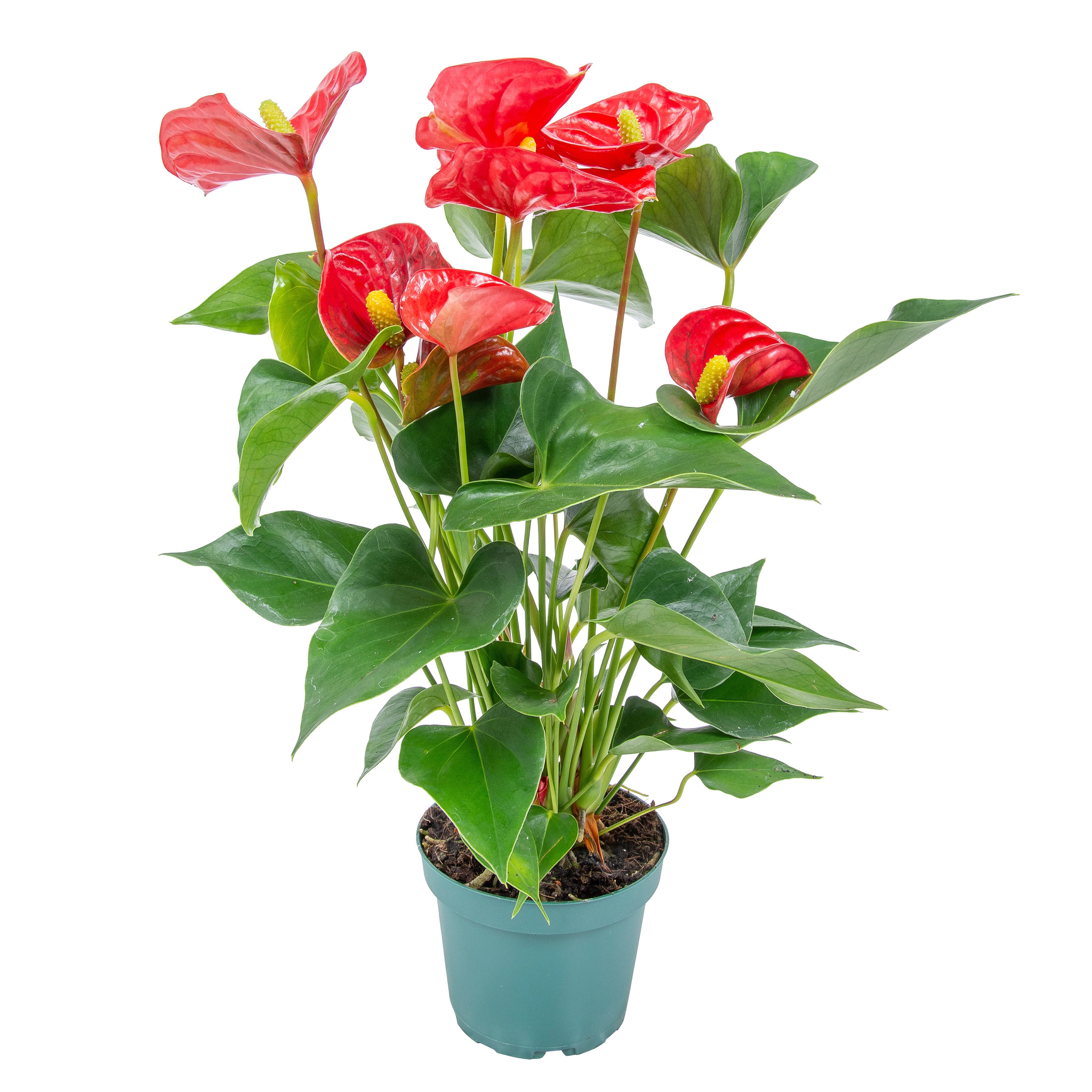 Bloomique Zimmerpflanze Anthurium Andreanum, Flamingoblume, Rot, 30-40 cm, Topf 12 cm, 1 St.