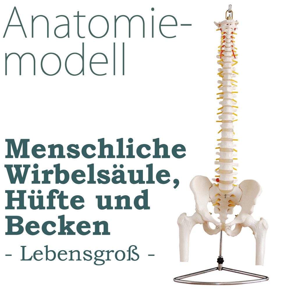 MedMod Dekoobjekt Anatomie Modell Skelett Wirbelsäule mit Becken ​Lebensgroß