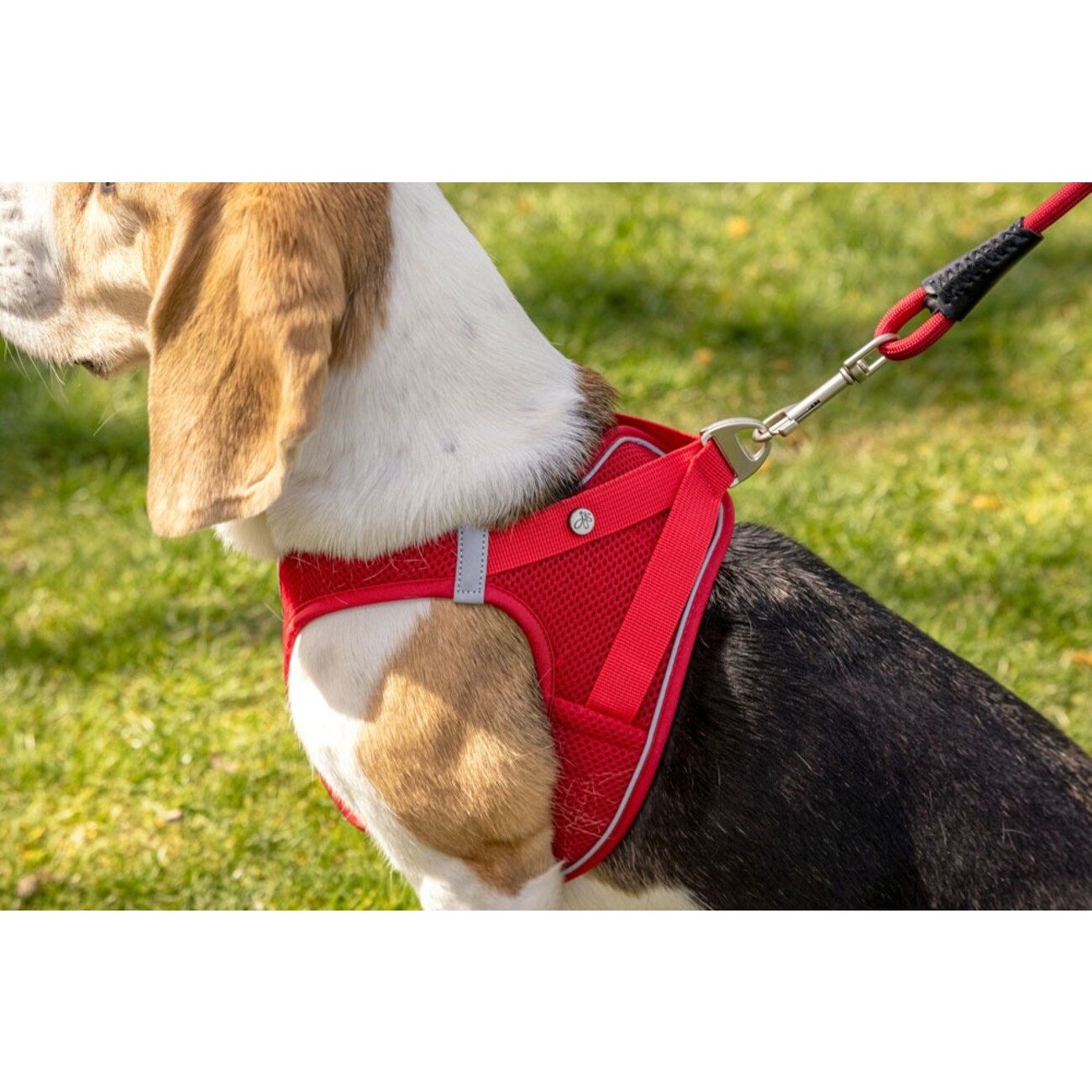 Curli Hunde-Geschirr Vest Geschirr Magnetic V2, Polyester günstig online kaufen
