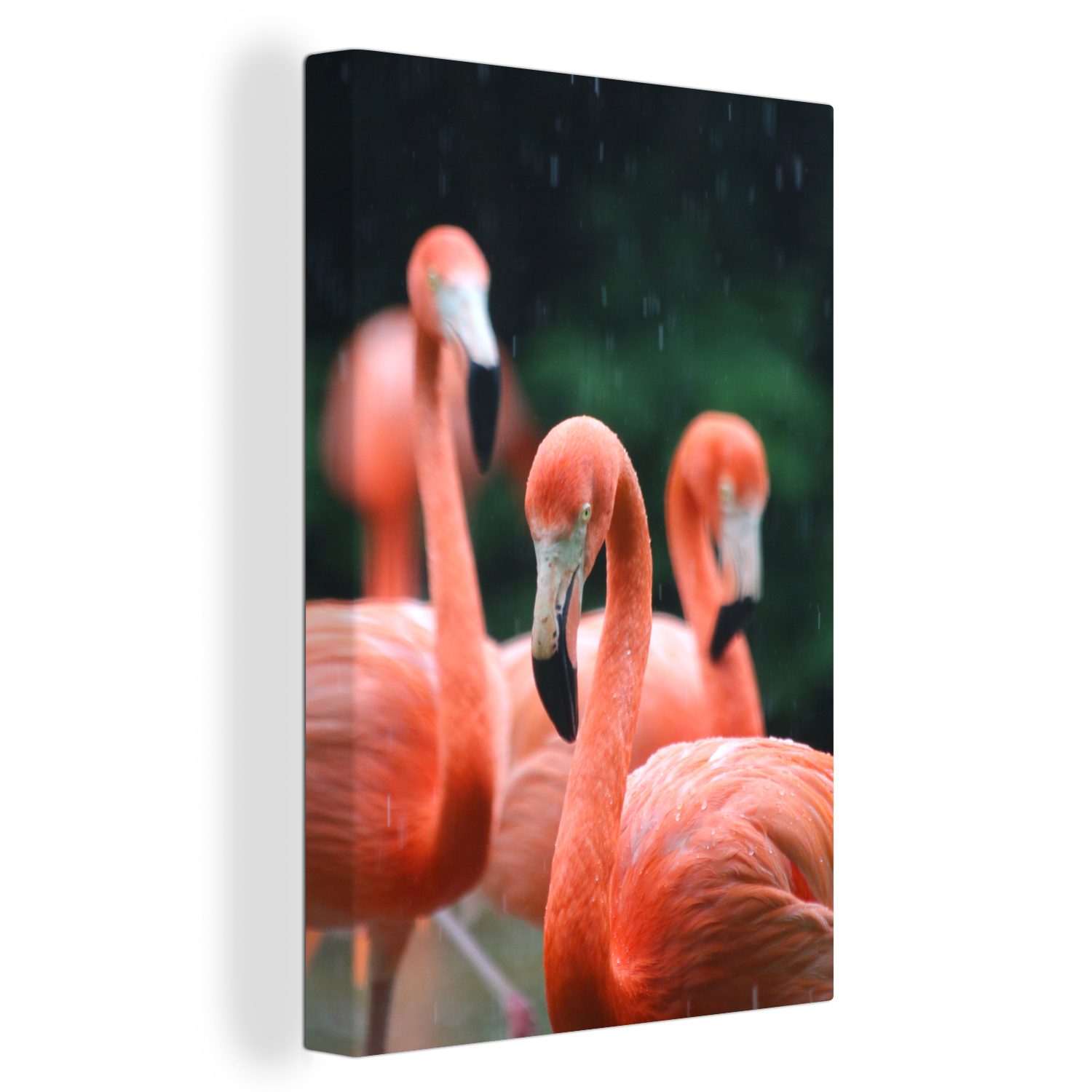 OneMillionCanvasses® Leinwandbild Vier Flamingos im Regen fotografiert, (1 St), Leinwandbild fertig bespannt inkl. Zackenaufhänger, Gemälde, 20x30 cm