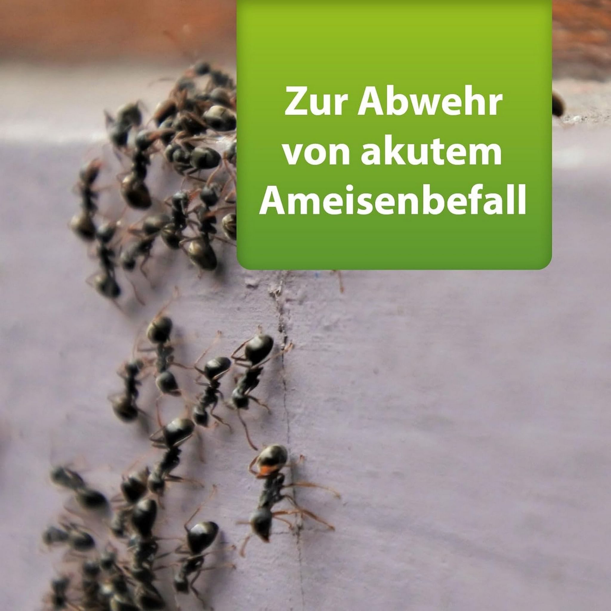 Ardap Insektenspray ARDAP Repell Ameisenmittel 500g