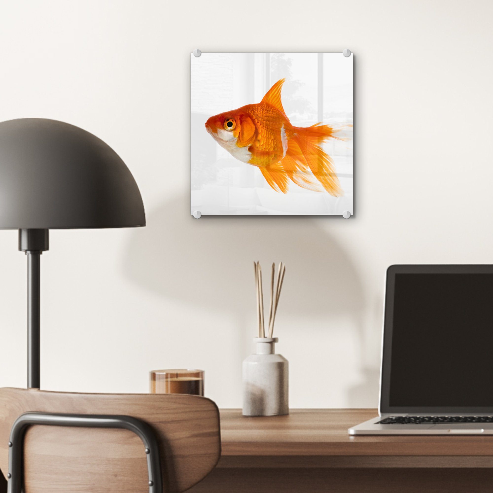 auf Goldfisch (1 - Acrylglasbild Wanddekoration - Bilder Foto - auf - Weiß, Fisch Glas Glas MuchoWow - St), Glasbilder Wandbild