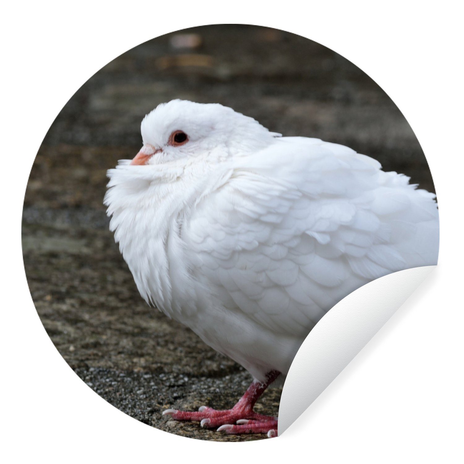 MuchoWow Wandsticker Taube - Weiß - Vogel (1 St), Tapetenkreis für Kinderzimmer, Tapetenaufkleber, Rund, Wohnzimmer