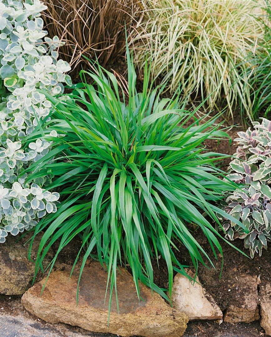 Pflanzen für Dich Gräser Brachypodium sylvaticum, 1 St., Wald-Zwenke, Wald-Zwenkegras, schattenverträglich, ziergras