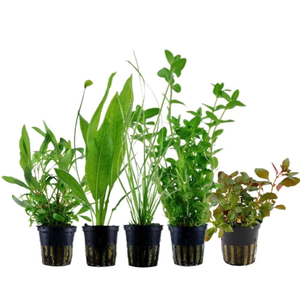 Aquaone Wasserpflanze Pflanzen Set mit 5 Hintergrund Wasserpflanzen Nr.117