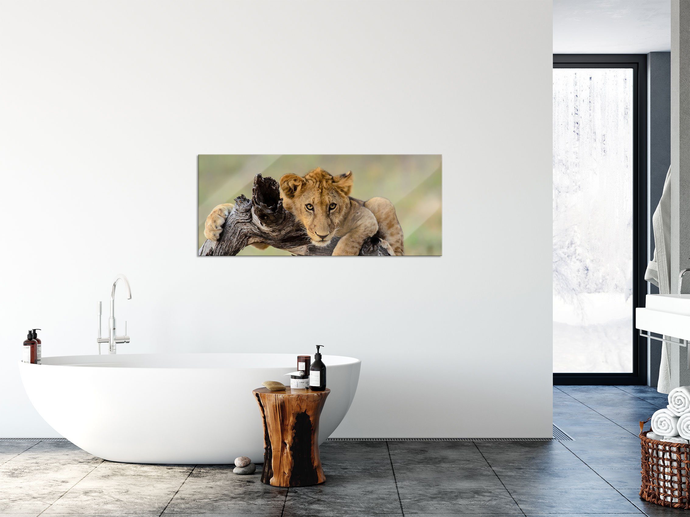 Pixxprint Glasbild Echtglas, aus Junger Abstandshalter und in der Junger Löwe St), Löwe Natur, (1 in Aufhängungen Glasbild inkl. der Natur