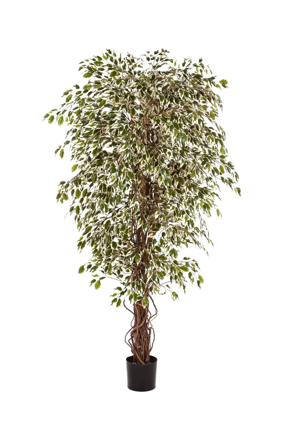 Kunstbaum Künstlicher Ficus- Jessica, 210 cm, aplanta