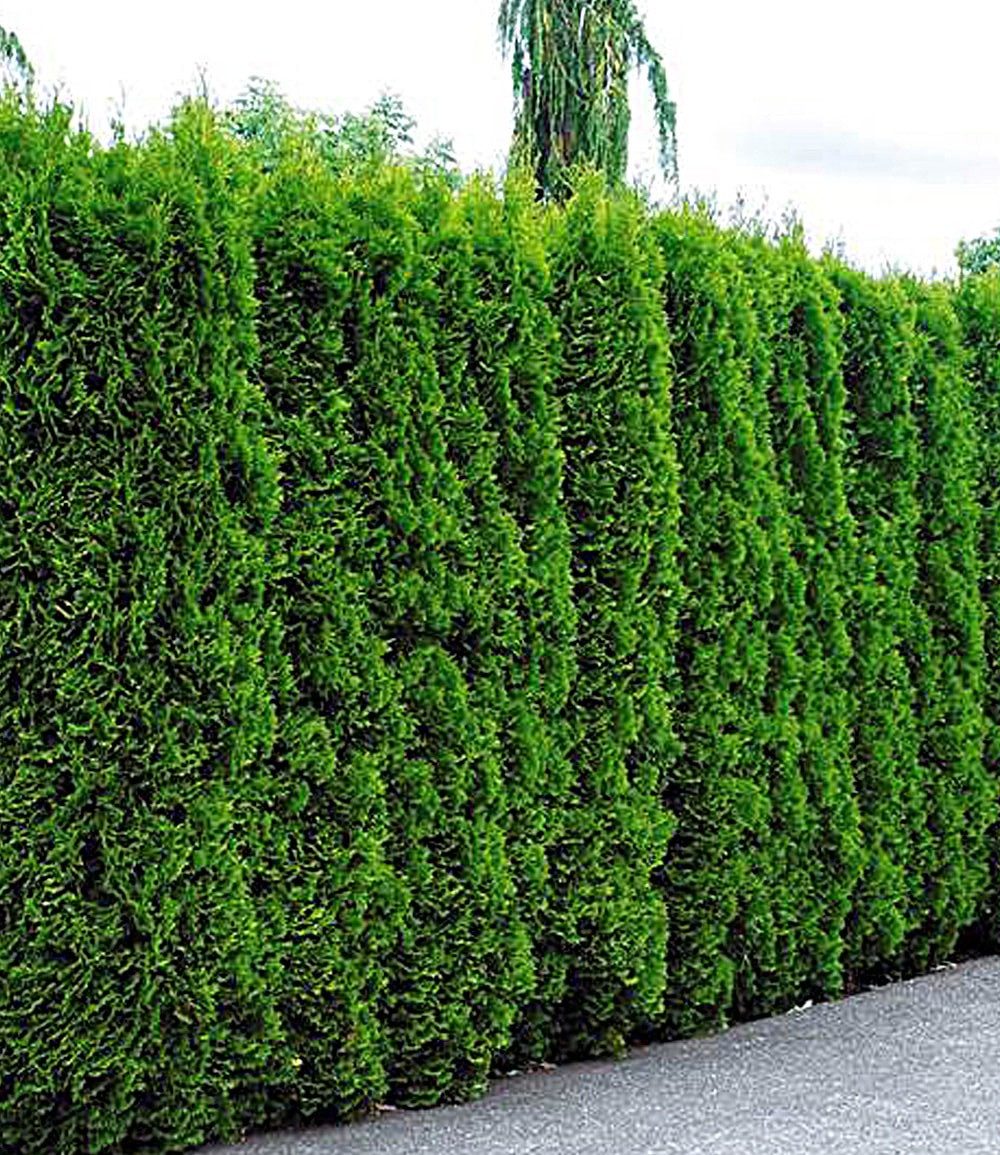 BALDUR Garten Hecken Lebensbaum-Hecke 'Thuja Smaragd', 50 St., Zypressengewächse,winterhart, mehrjährig, blickdicht – Bild 2 von 2