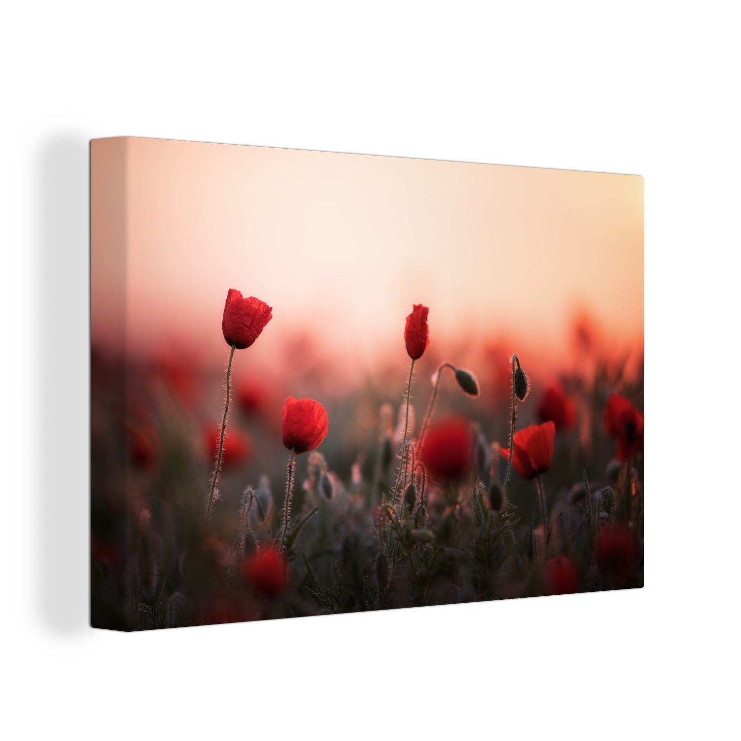 St), Mohnblumen - Rot, (1 - Leinwandbilder, Wanddeko, Aufhängefertig, Leinwandbild OneMillionCanvasses® 30x20 cm Blumen Wandbild