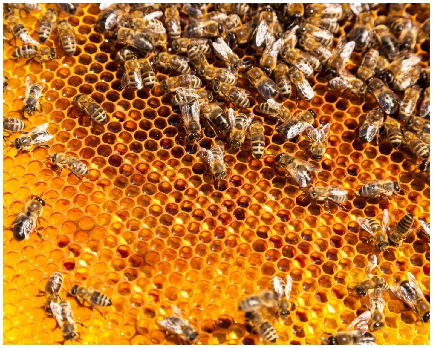 Wallario Плакат, Honigwaben mit Bienen, in verschiedenen Ausführungen