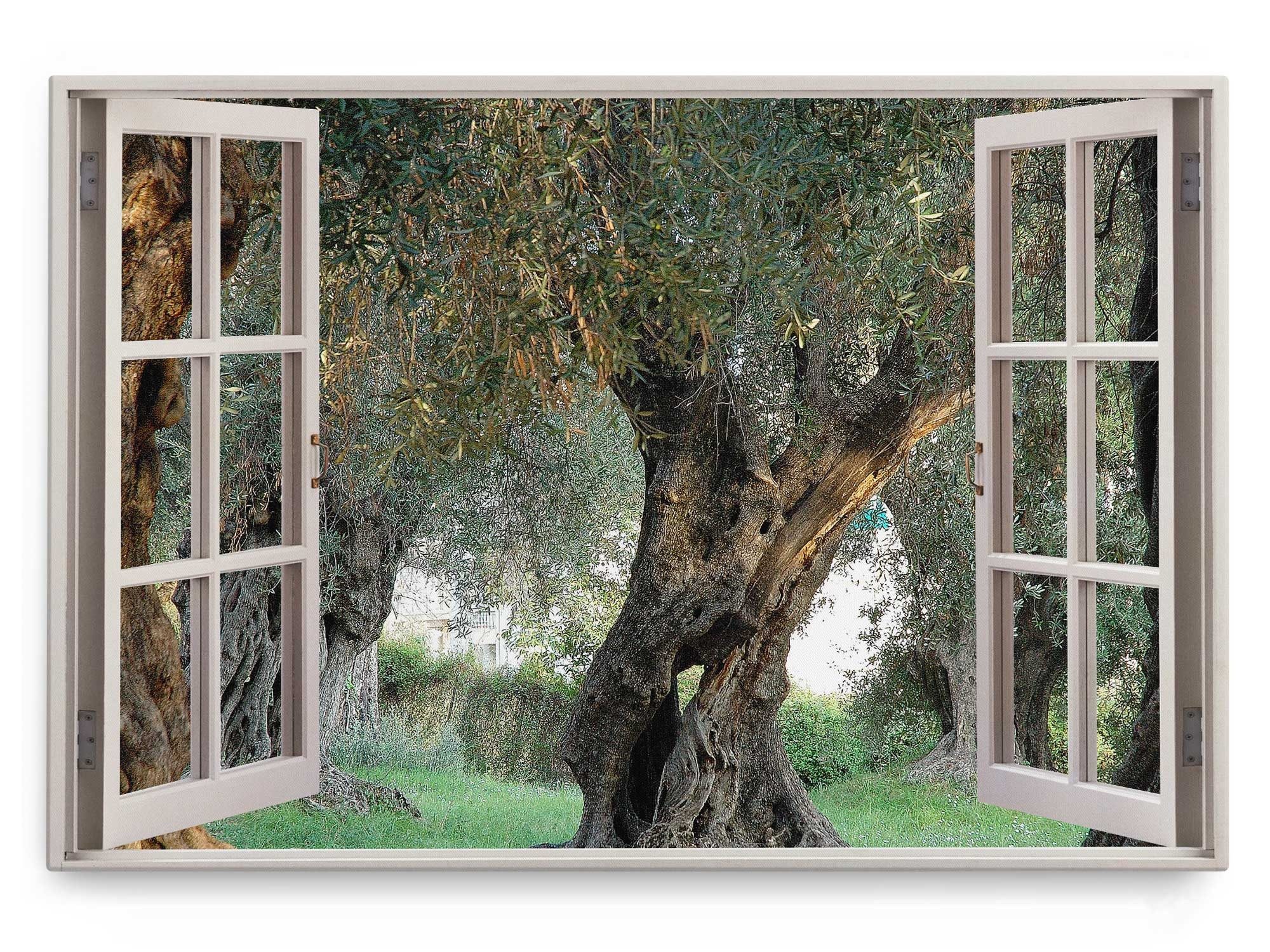 Sinus Art Leinwandbild Wandbild 120x80cm Fensterbild Olivenbaum Natur alter günstig online kaufen
