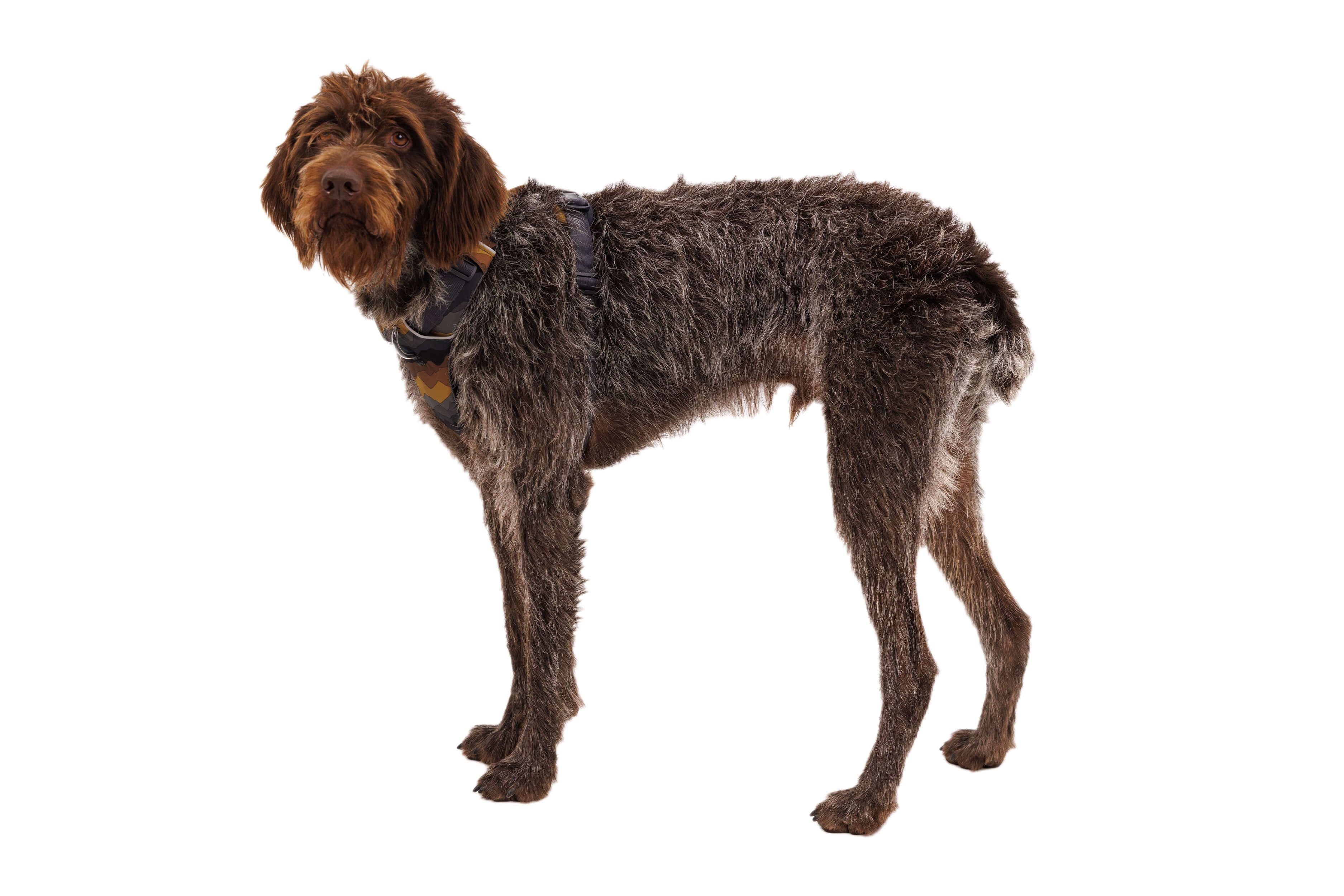 Ruffwear Hunde-Geschirr Front Range Harness günstig online kaufen