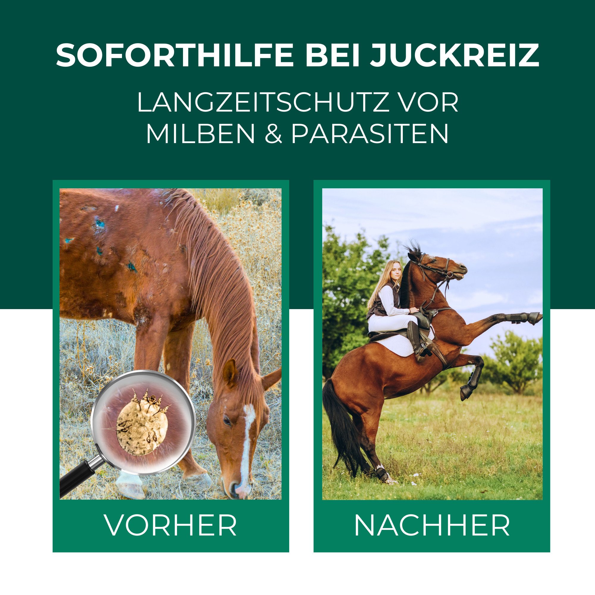 Silberkraft Insektenspray Milbenspray Pferde, 500 ml, Sofort- und Langzeitwirkung, Einfache Anwendung auf Fell & Umgebung, 1-St., Zuverlässiger Milbenschutz für Pferde, Made in Germany, gegen Milben, Flöhe & Läuse, wirksame Formel zur Insektenabwehr