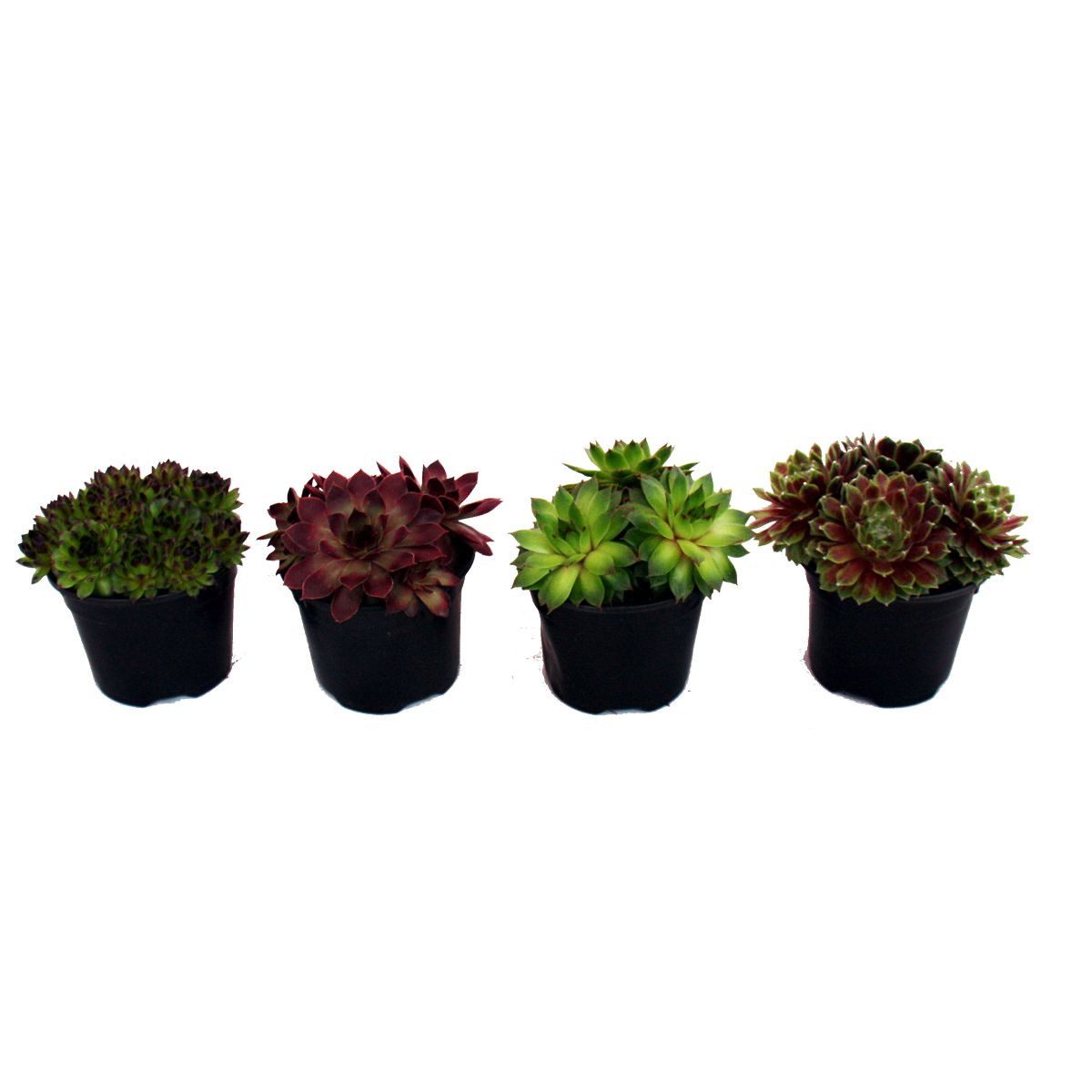 Exotenherz Beetpflanze Hauswurz - Set aus 4 verschiedenen Sempervivum-Sorten