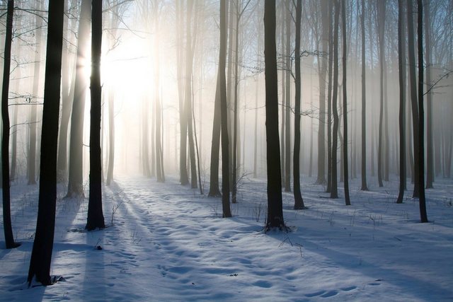 Papermoon Fototapete »Misty Winter Forest«, glatt-Otto