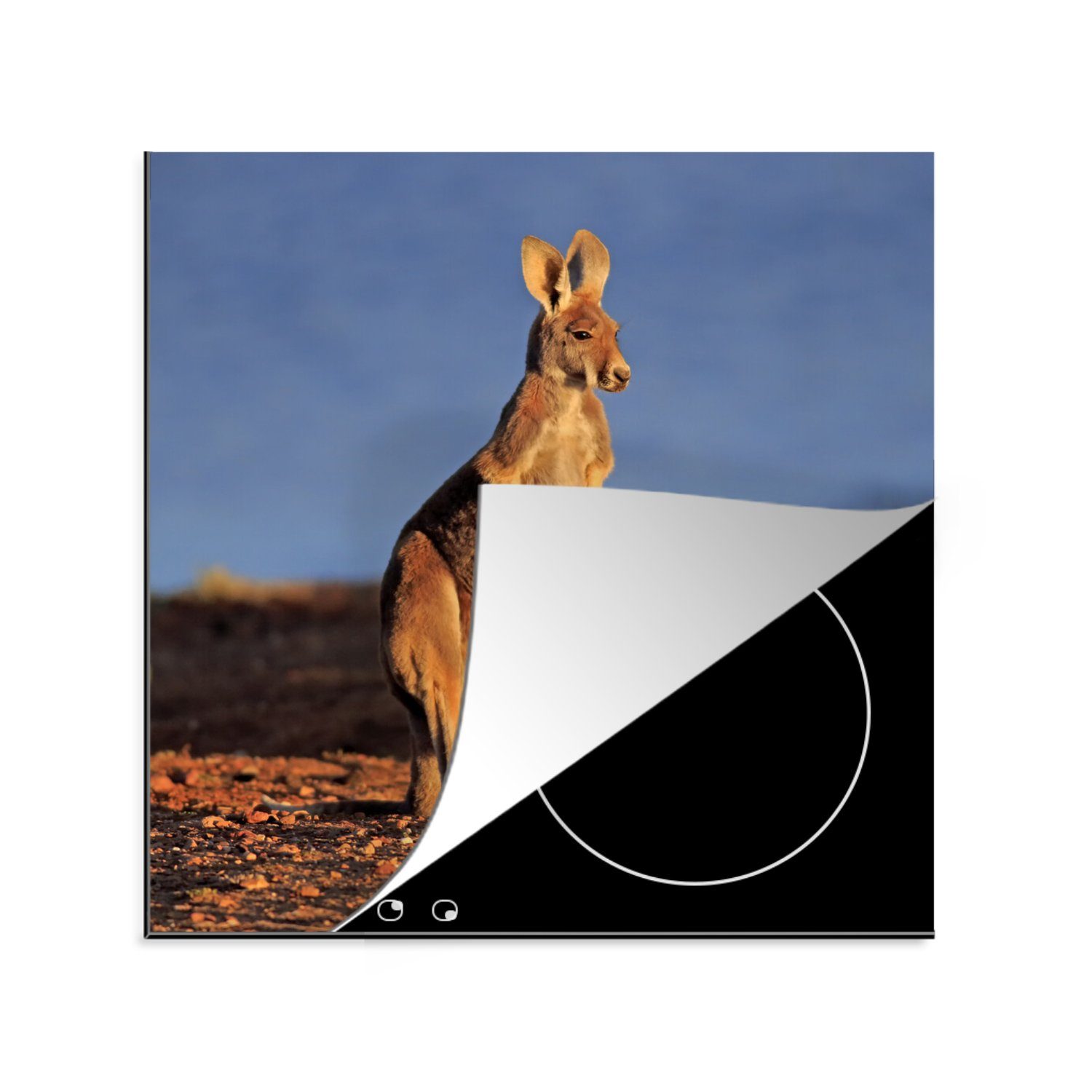 küche Tiere, cm, Vinyl, (1 78x78 - MuchoWow Herdblende-/Abdeckplatte tlg), für Sonne Känguru Ceranfeldabdeckung, Arbeitsplatte -
