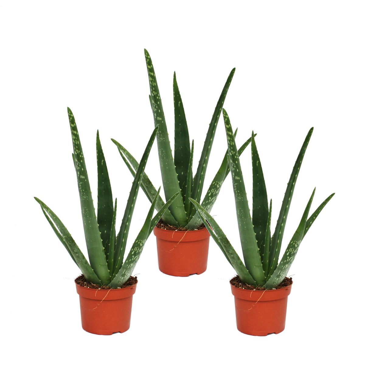 Exotenherz Sukkulente 3er Set - Aloe vera - ca. 2 Jahre alt - 10,5cm Topf